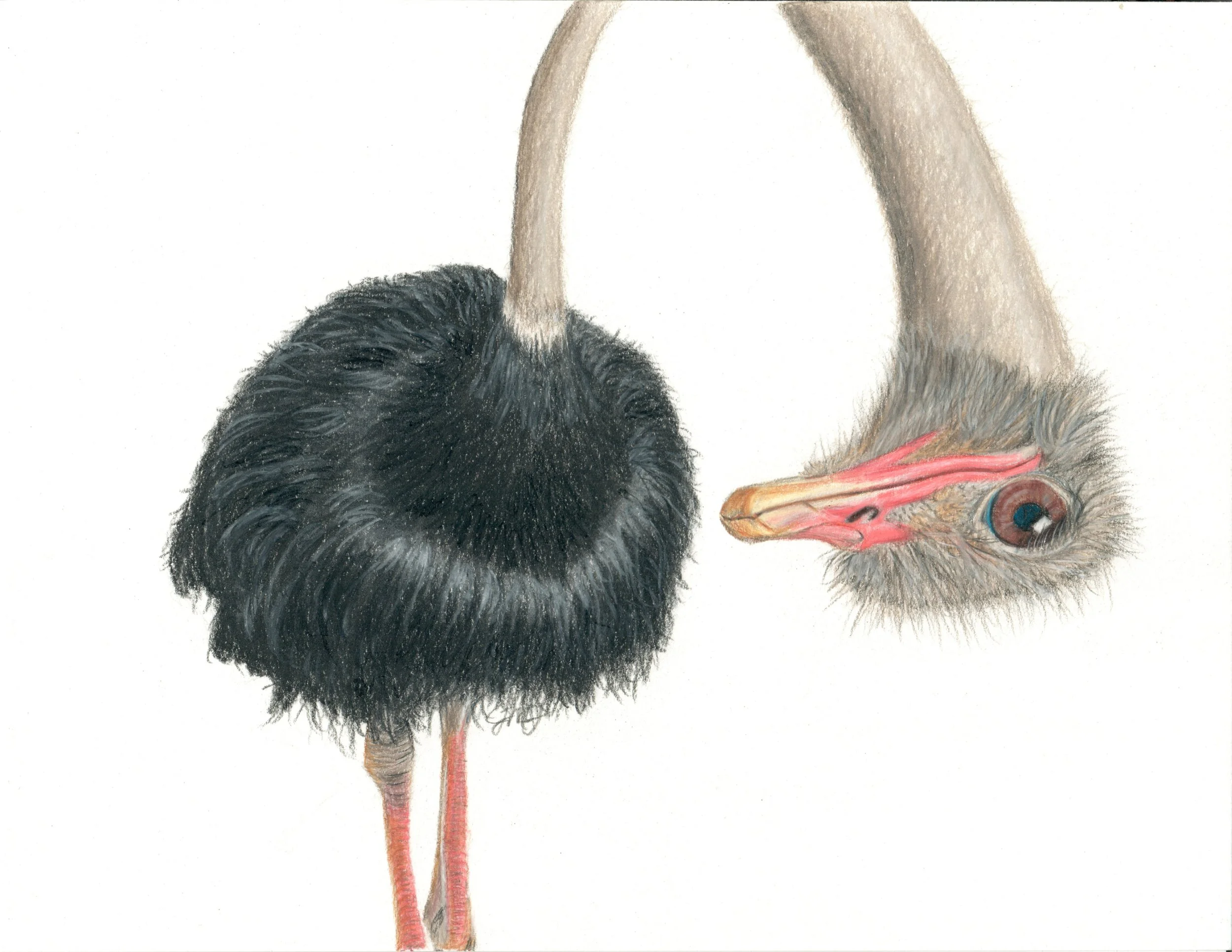 "A New Perspective" - Wildlife Whispers - 2025 Colored Pencil and PanPastel on Stonehenge White Paper. (Reference Photo Credit: Eric Isselee.) 8 x 10 Framed Original - $275. Limited Edition Giclee Prints Available.  "My thoughts are not your thoughts