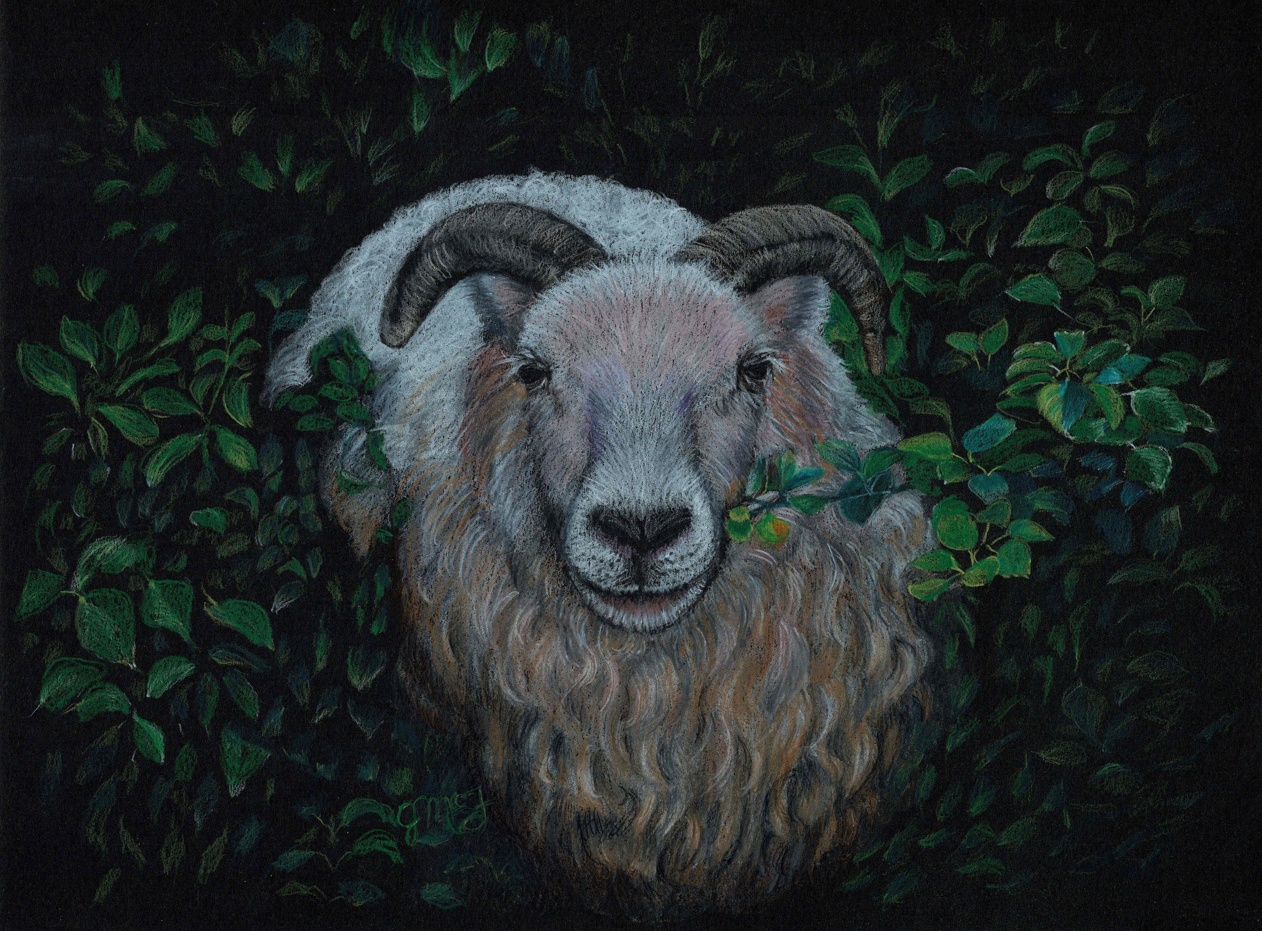 "God Will Provide" - Wildlife Whispers - 2024  Colored Pencil on Black Drawing Paper. (Pexels Photo Reference Credt: Jenny K.) 9 x 12 Framed Original: $350. Giclee Prints Available. 
“Abraham said, ‘God will provide for himself the lamb for a burnt o