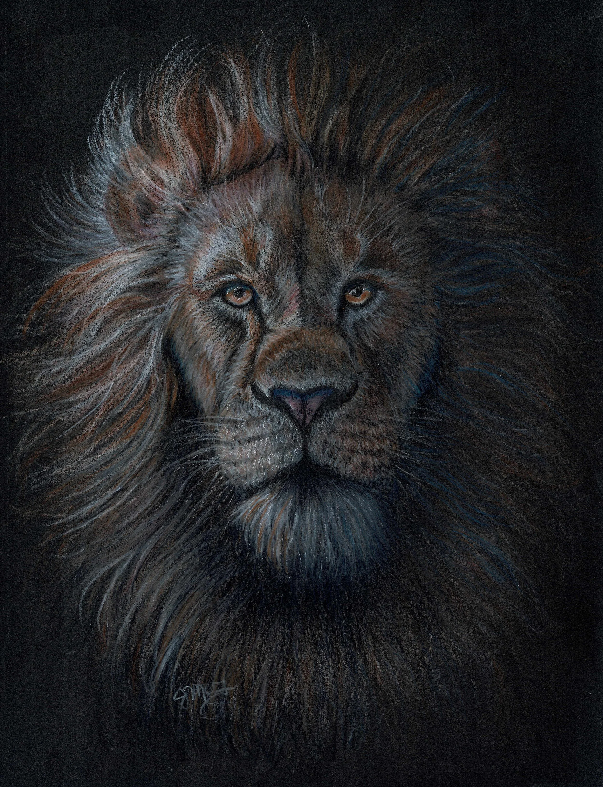 "Sometimes You Have to Draw a Lion" - Wildlife Whispers - 2026 Colored Pencil and PanPastel on Black Canson Drawing Paper. (Licensed Shutterstock Reference Photo by Wirestock Creators.) 9 x 12 Framed Original - $350. Limited Edition Giclee Prints Ava