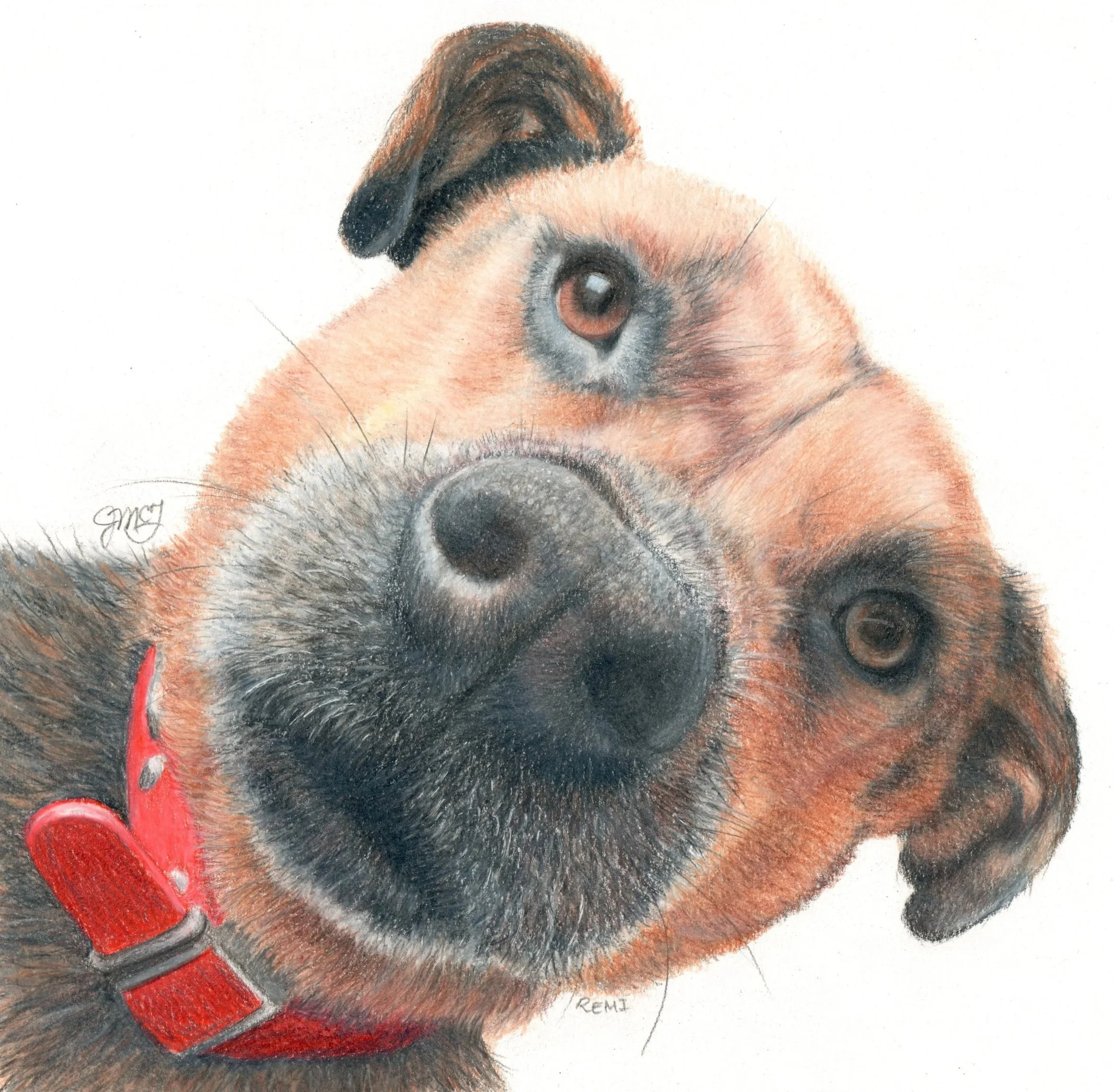 "Remi" - 2022 - Colored Pencils on Canson 1557 Drawing Paper - Memorial
