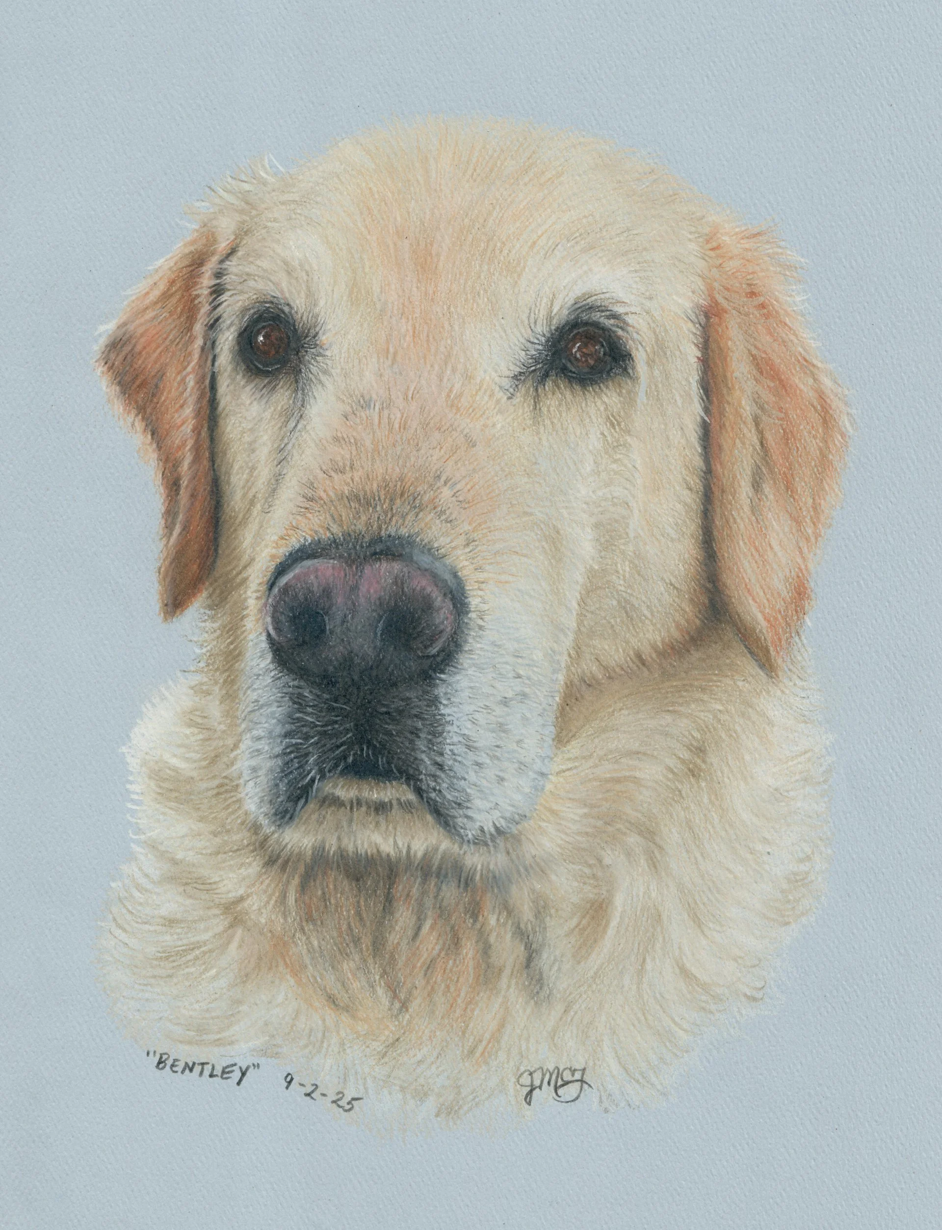 "Bentley" - 2025 Colored Pencil on Pastel Paper - Memorial