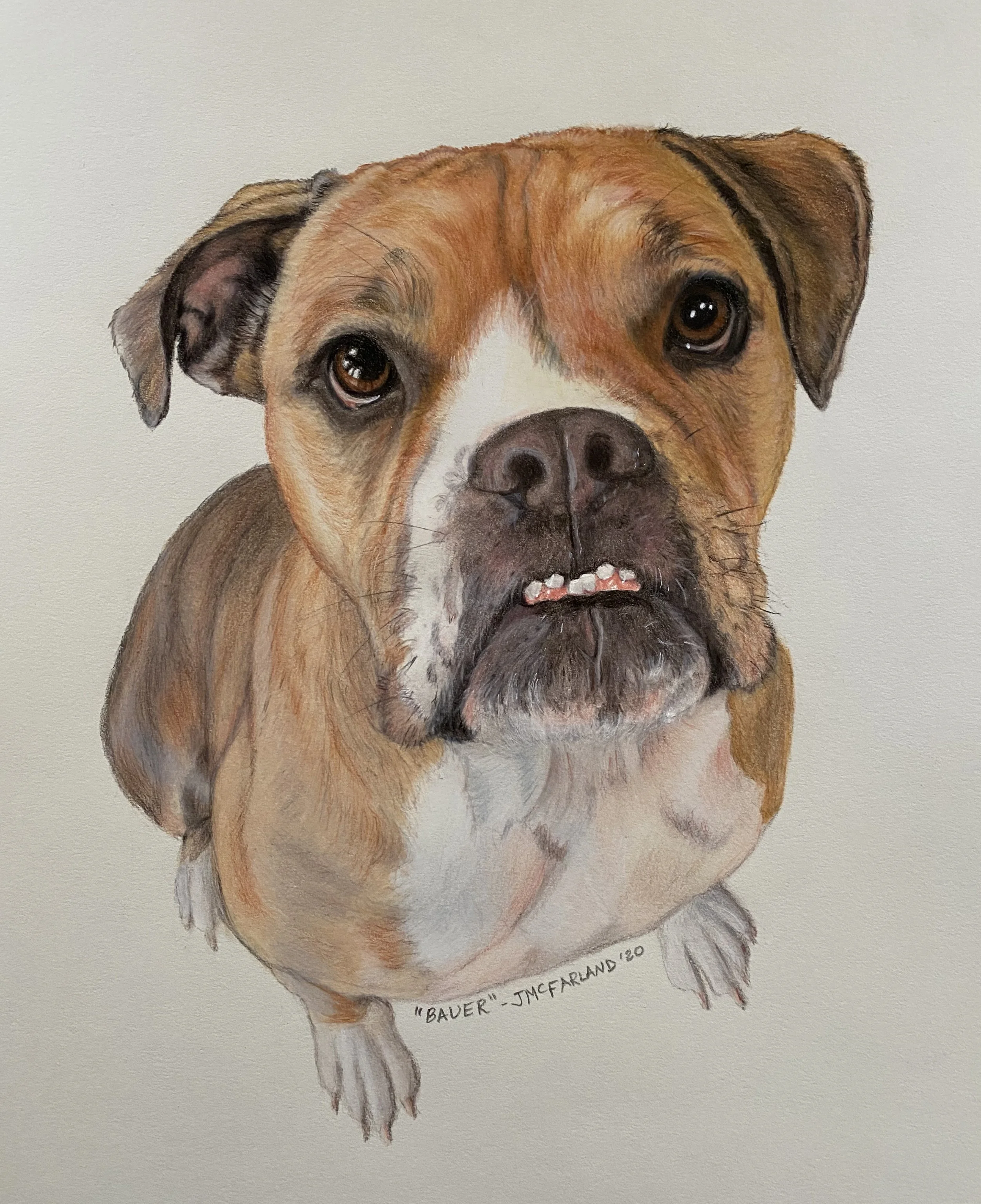 "Bauer" - 2020 - 
Colored Pencil on Strathmore Drawing Paper - Memorial