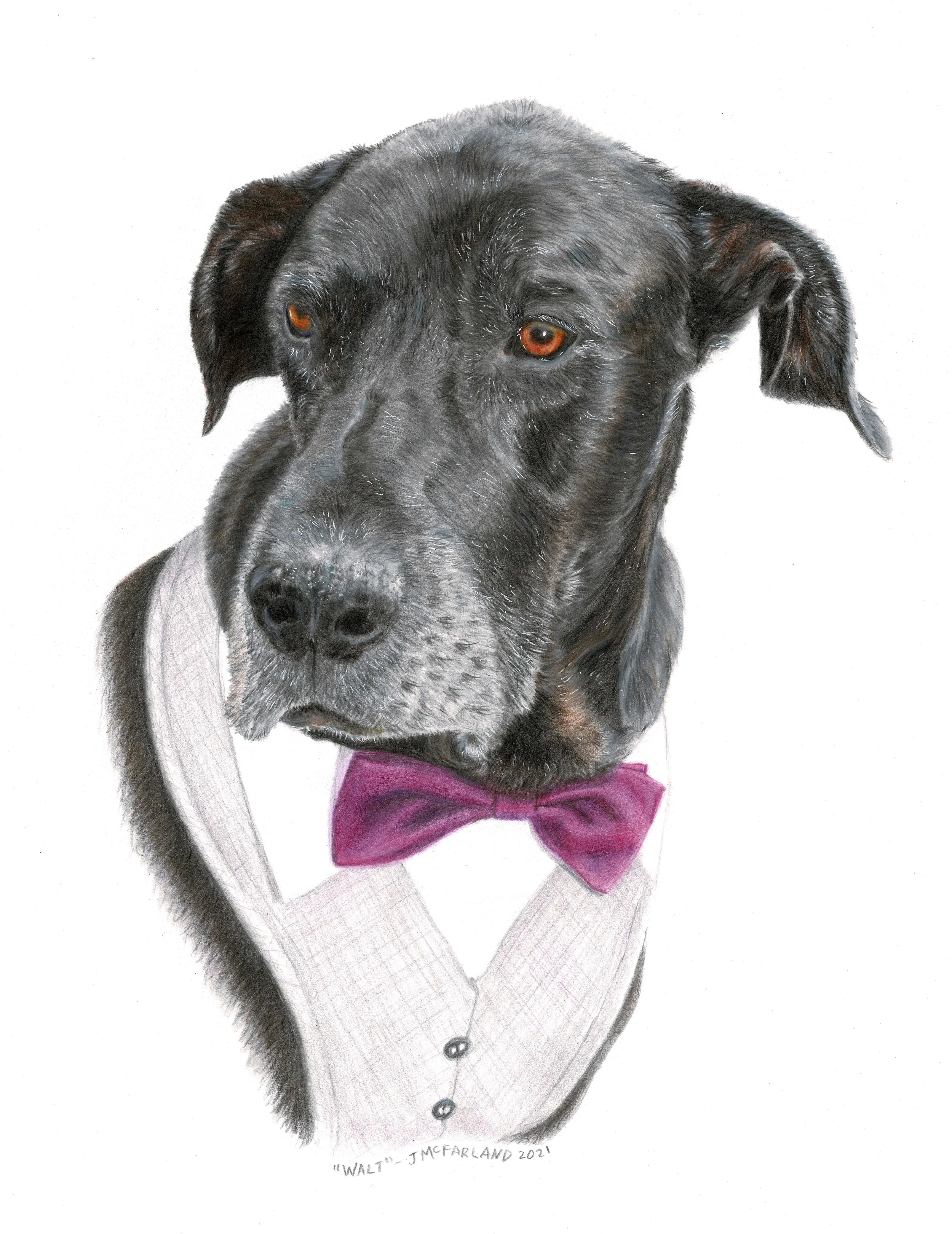 "Walt" - 2021 - Colored Pencil on Strathmore Smooth Bristol Paper - Memorial