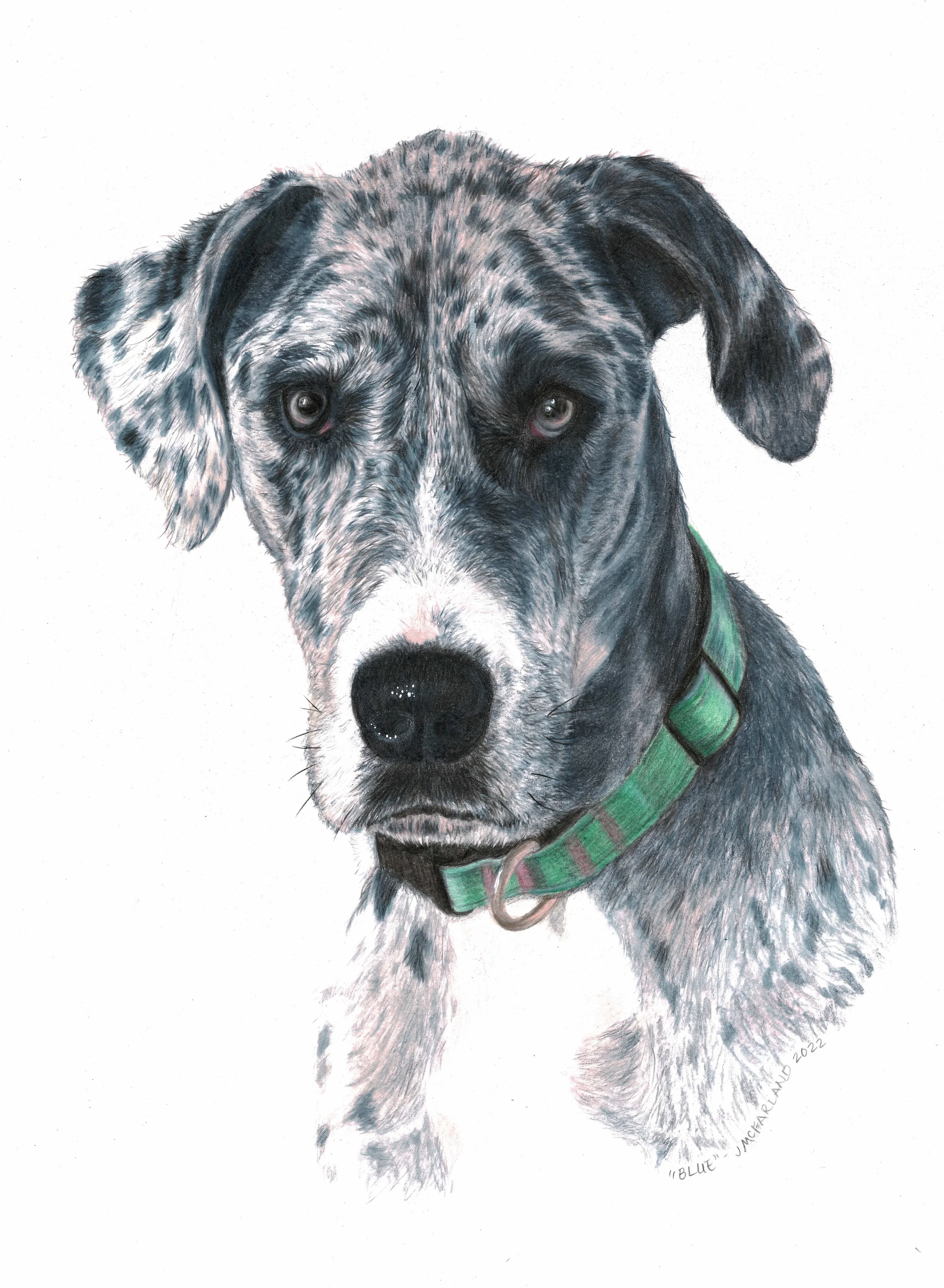 "Blue" - 2022 - Colored Pencil on Strathmore Smooth Bristol Paper

