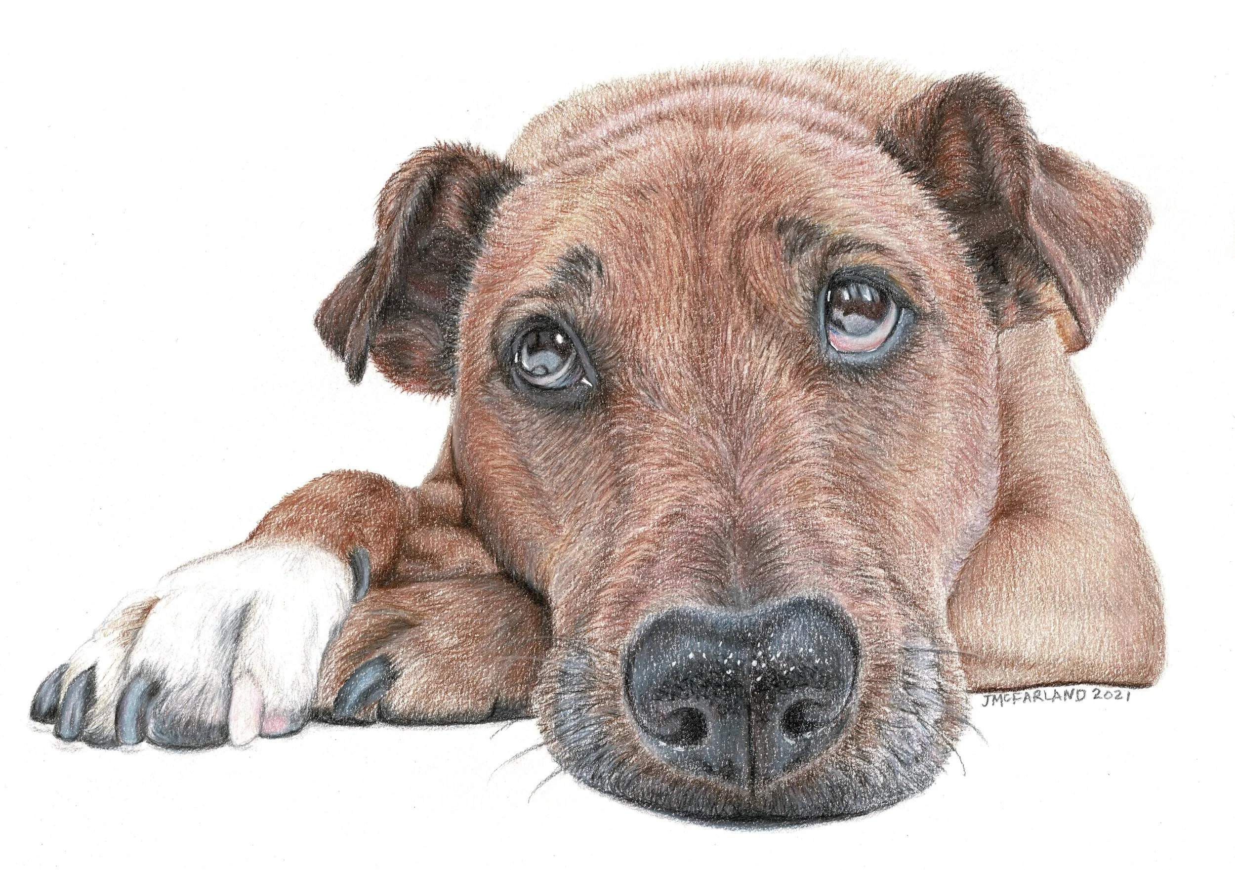 "Lying Dog" - 2021 - Colored Pencils on Canson 1557 Drawing Paper - Patreon Tutorial taught by Leontine van Vliet
