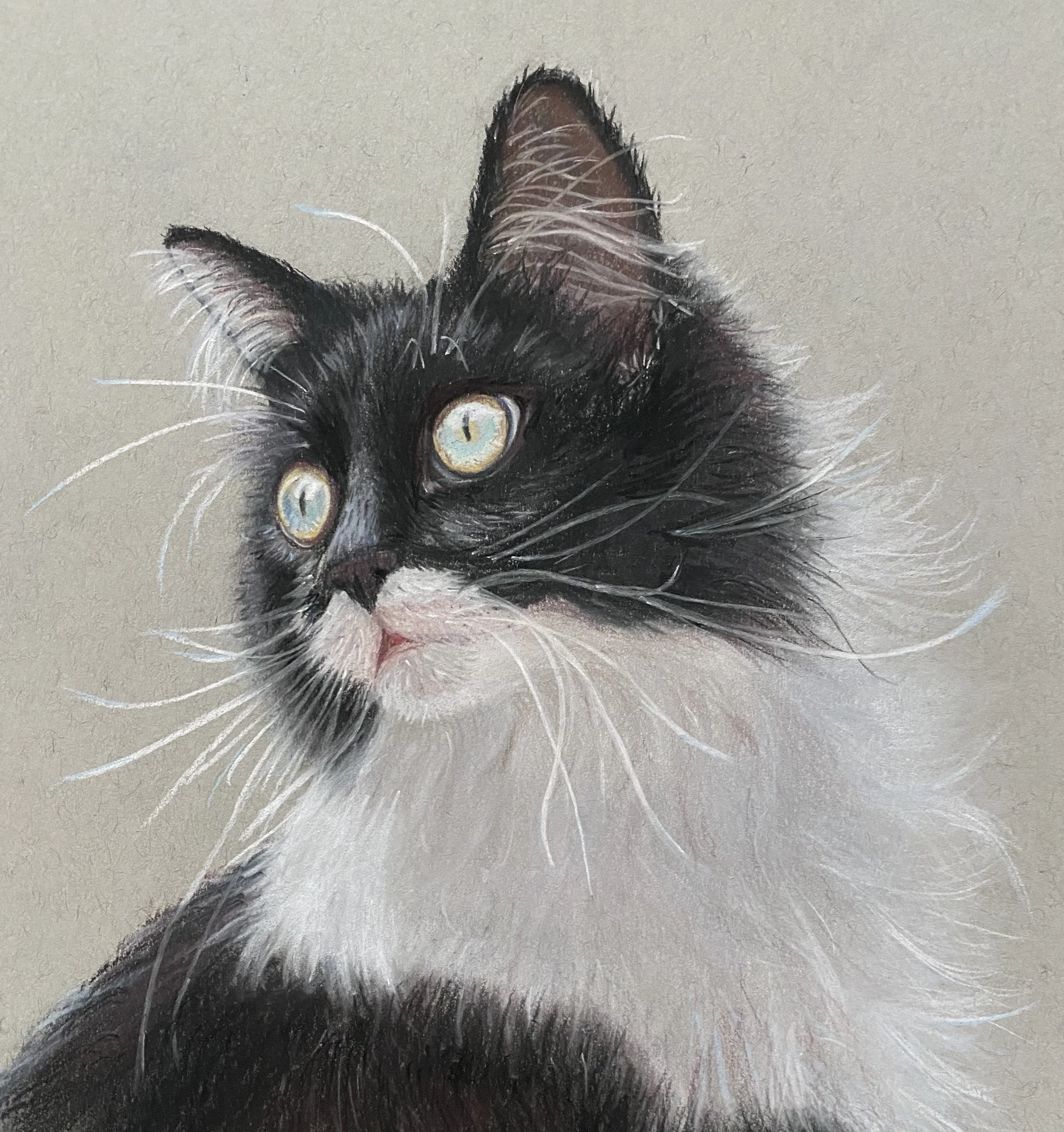 "Tuxedo Cat" - 2020 - Pastel Pencil on Strathmore Mixed Media Paper - 
Patreon Tutorial taught by Leontine Van Vliet