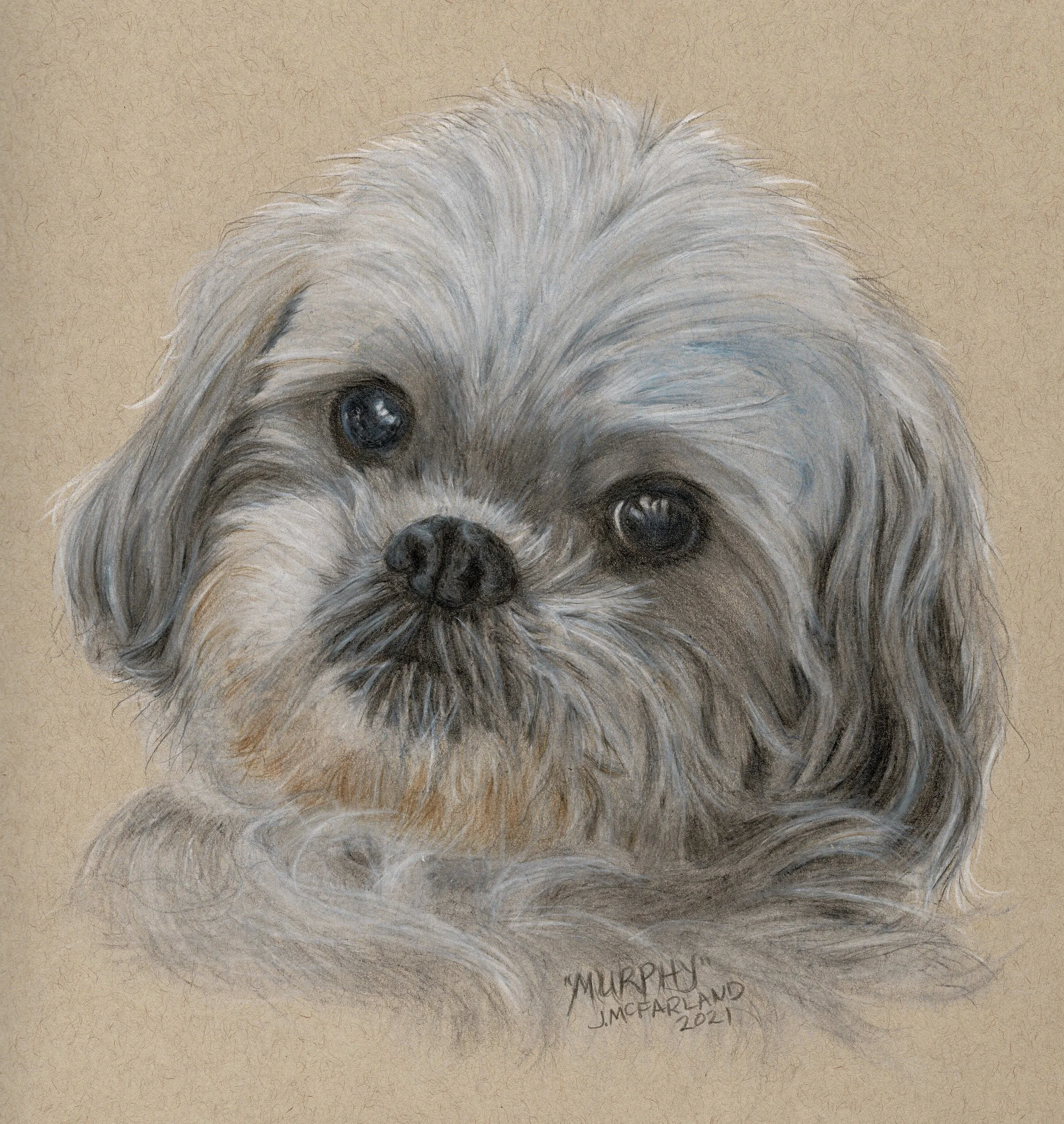 "Murphy" - 2021 - Colored Pencil on Pastel Paper - Memorial