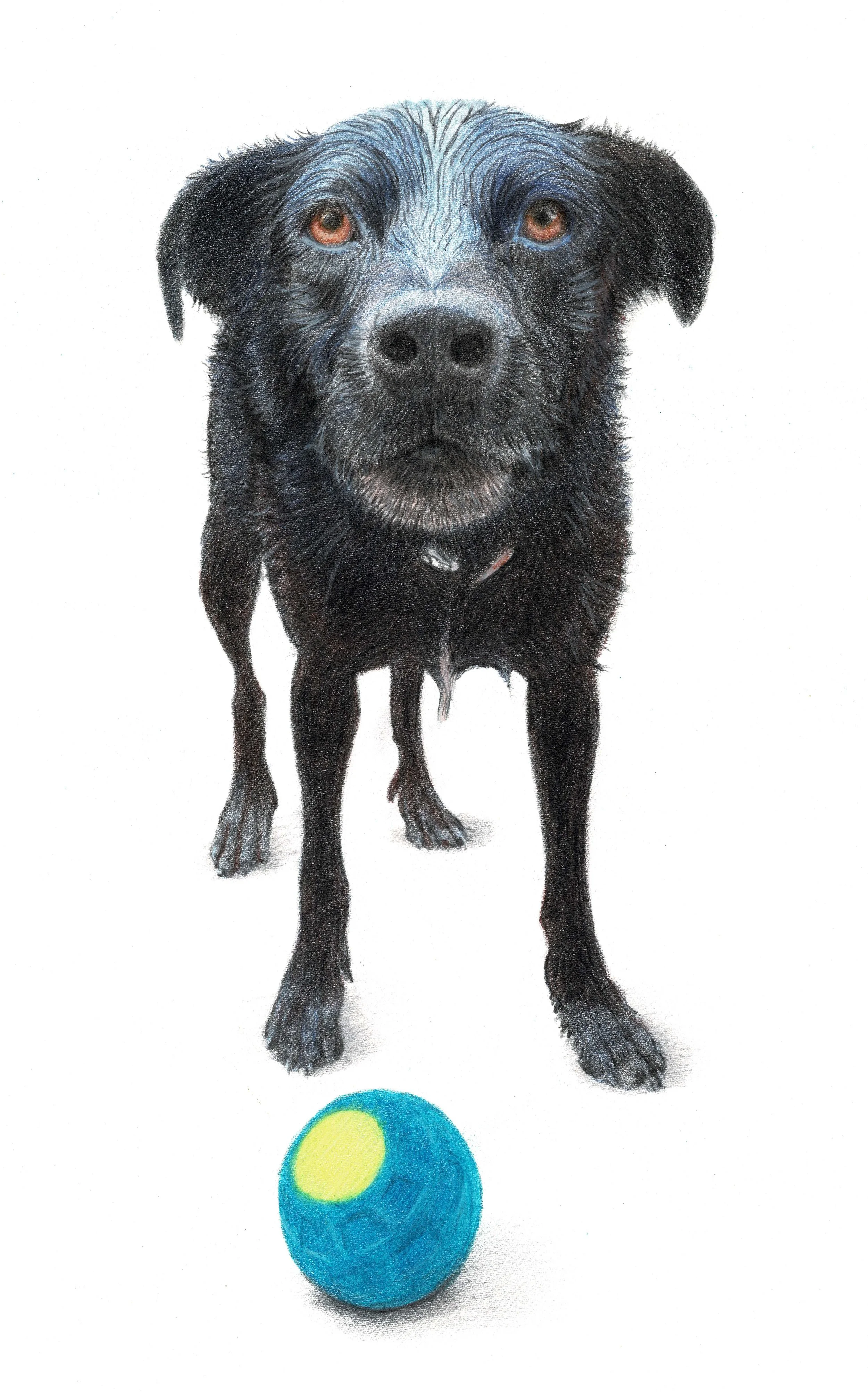 "Stanley" - 2024 - Colored Pencil on Acquarello Watercolor Hot Pressed Paper - Memorial