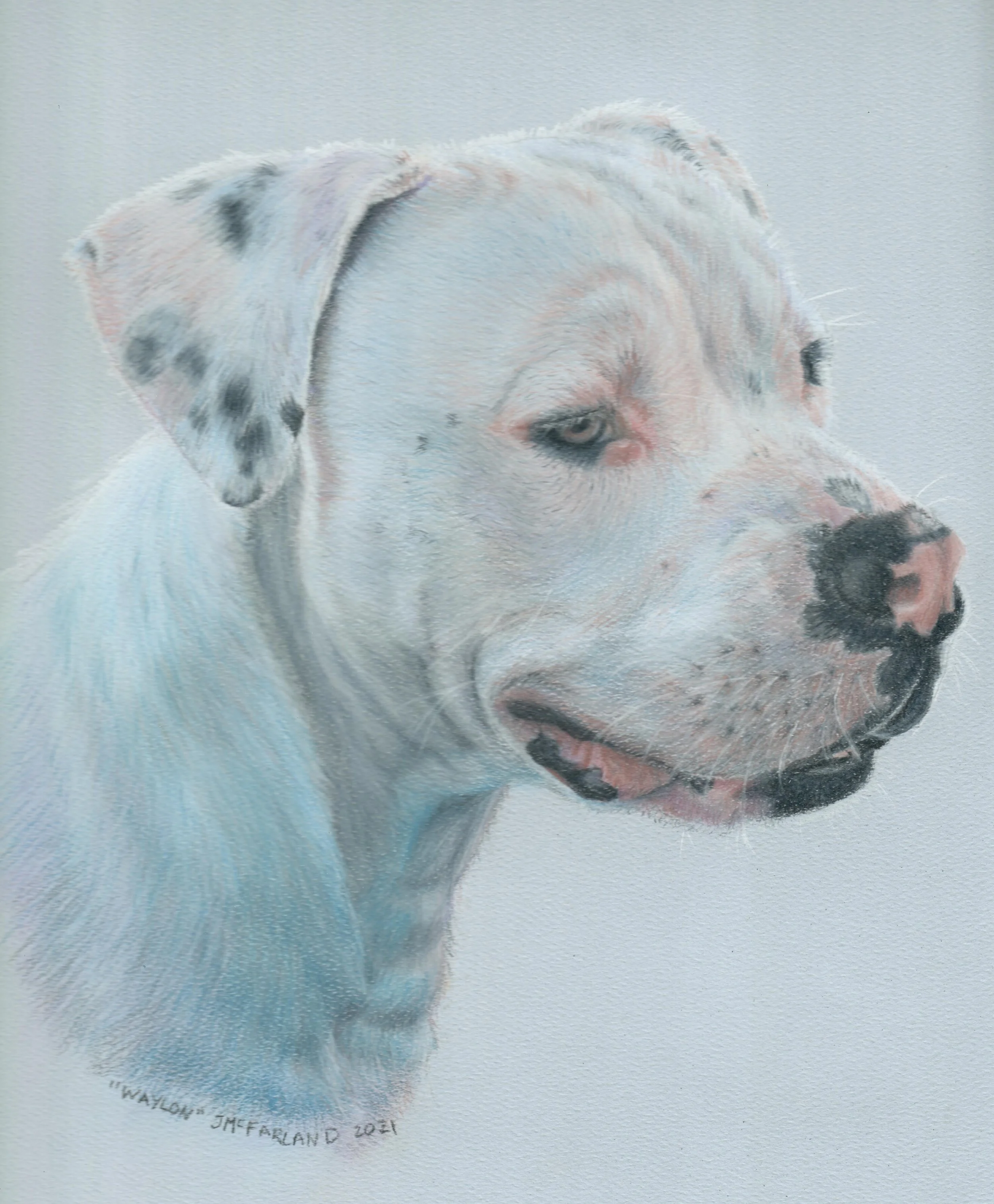 "Waylon" - 2021 - 
Colored Pencil on Pastel Paper - Memorial