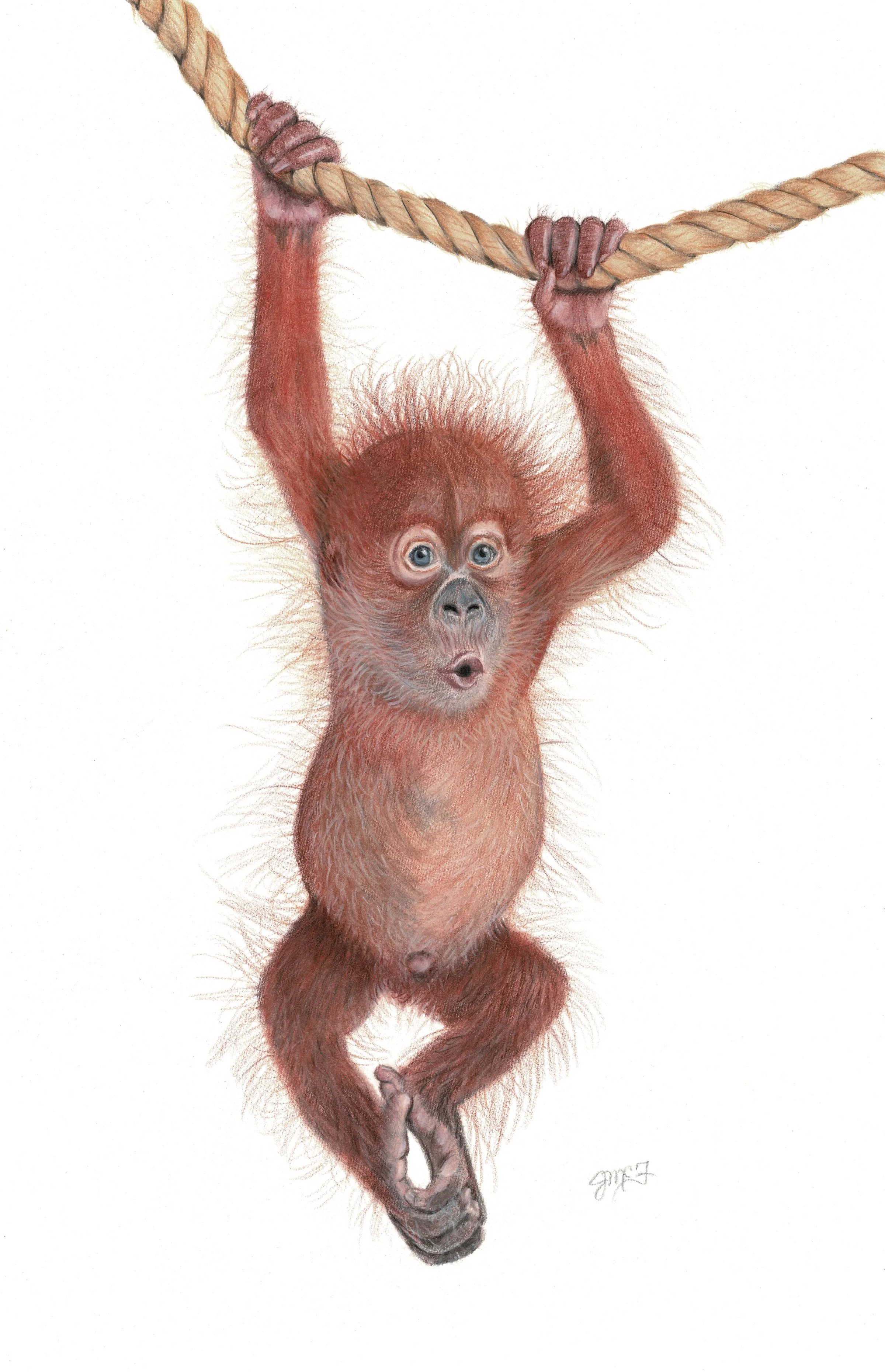 "Hold On" - Wildlife Whispers - 2026 Colored Pencil and PanPastels on Fabriano Acquarello Watercolour Paper.  (Licensed Shutterstock Reference Photo by Eric Isselee.) 10 x 16 Framed Original - $350. Limited Edition Giclee Prints Available. "For I am 