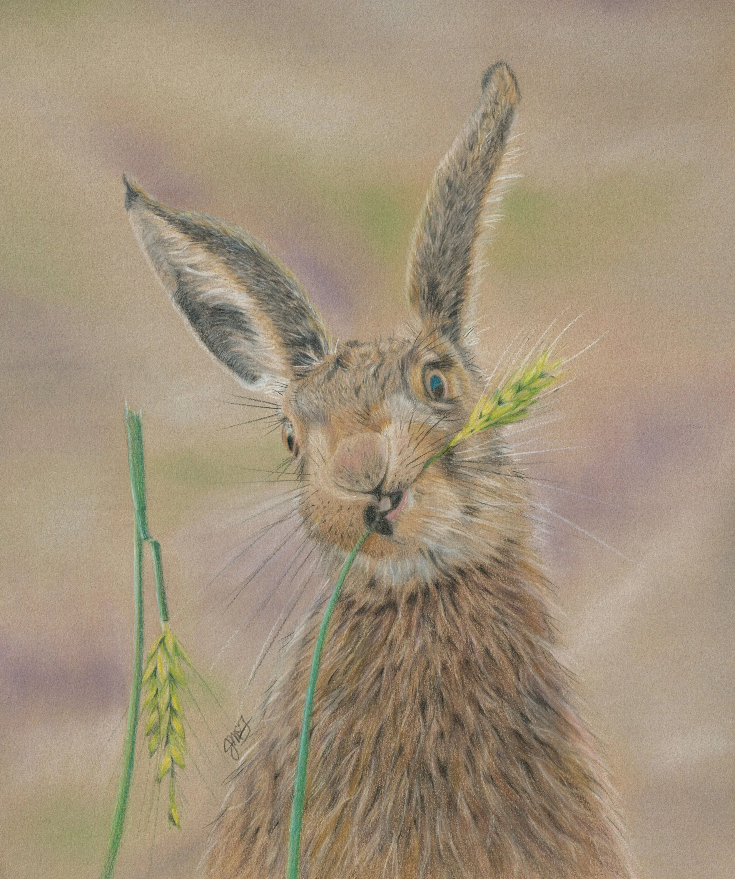 SOLD - "Harvest Hare" - Wildlife Whispers - 2024 Colored Pencil and PanPastel on Stonehenge Kraft Drawing Paper. (Reference Photo Credit: Sue Cross)  10 x 13 Framed Original: $350 - SOLD. Giclee Prints Still Available. 
 “And when you reap the harves