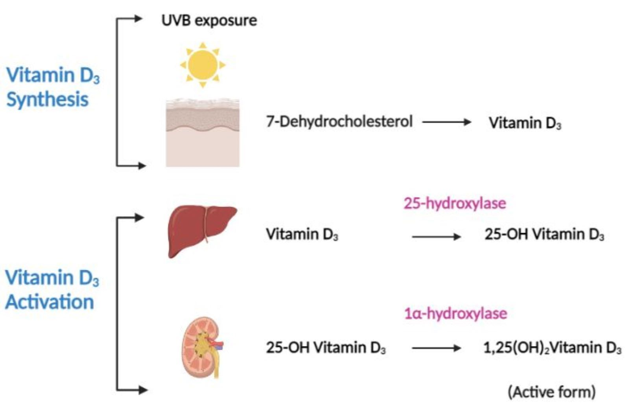 Vitamin D Activation And Function Does D Do Dat D Six Foot Science vitamin-d-activation-and-function-does-d-do-dat-d-six-foot-science