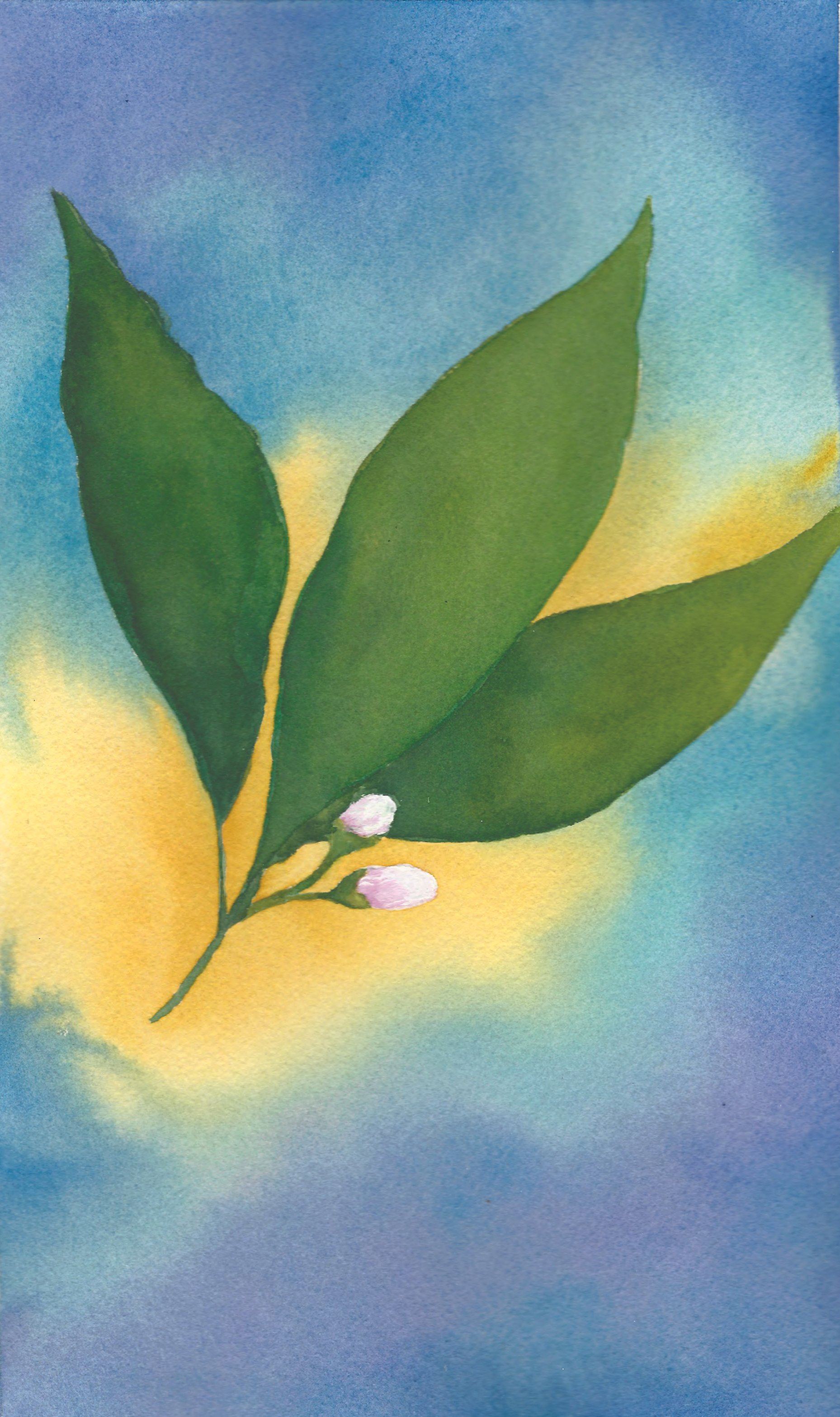watercolor of plant with white and pink buds with blue green background