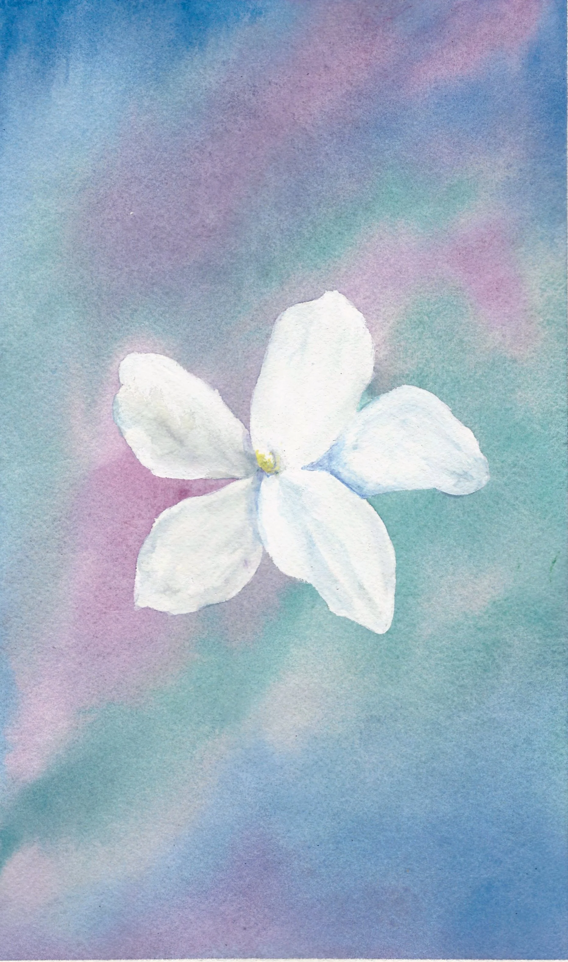 white jasmin flower on blue green and purple watercolor background