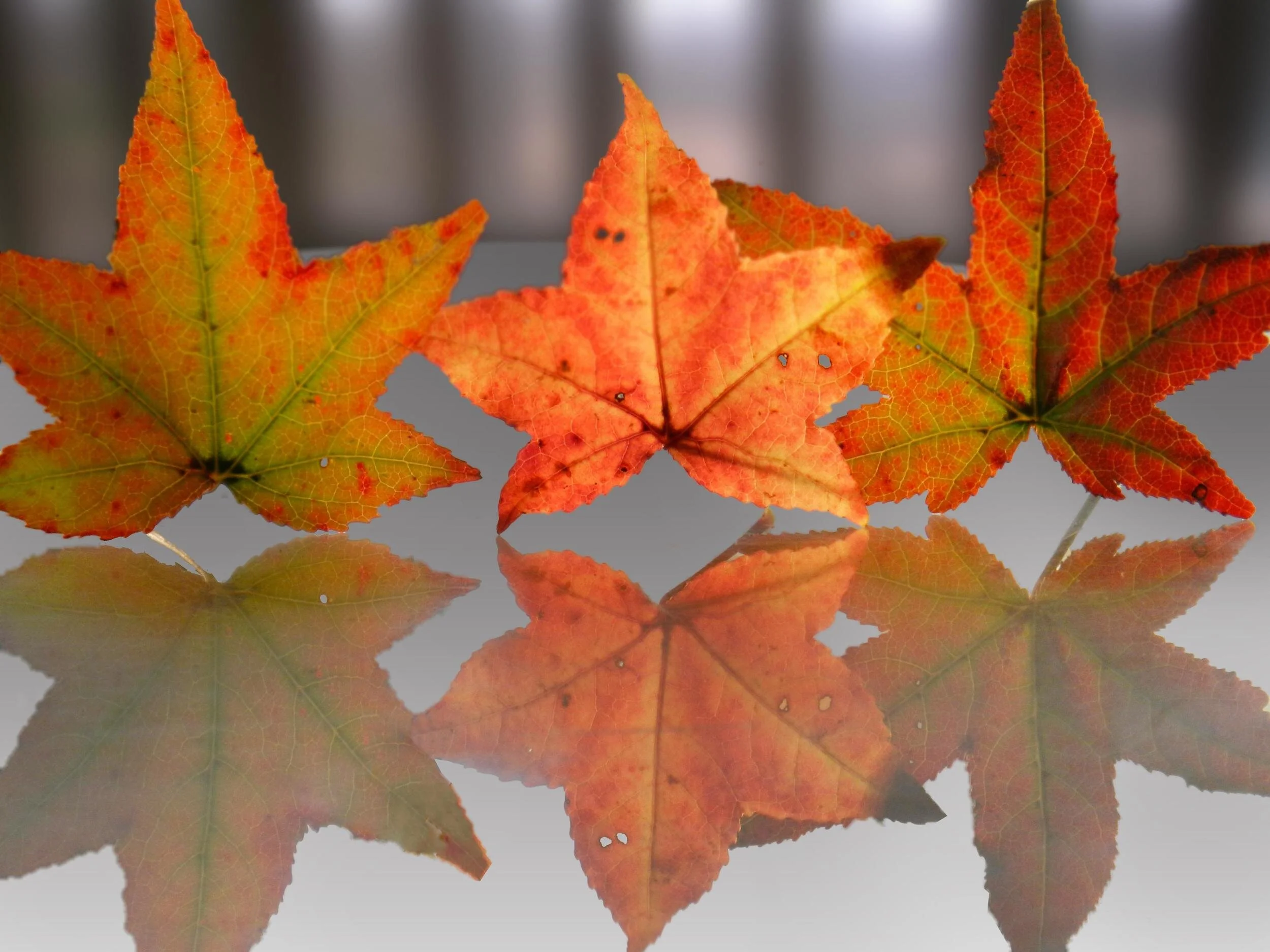 Seasons