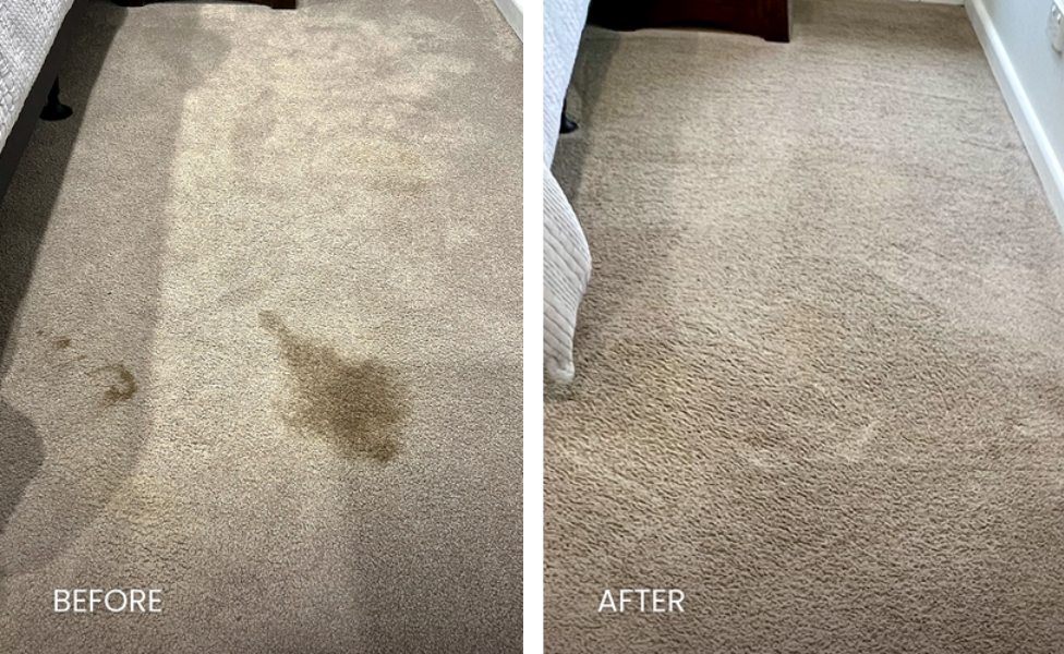 Coffee stains, pet stains, spot treatment on carpet in Sydney home