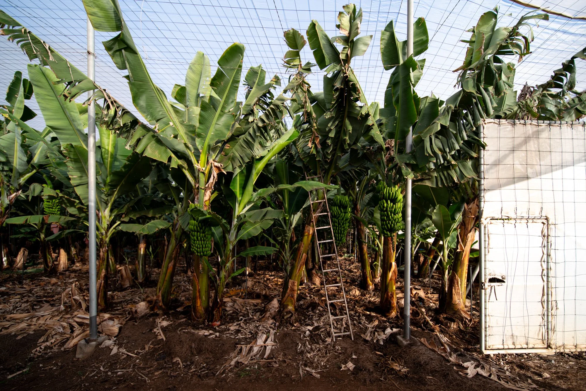 Agrarian Obsolescence - El Hierro - William Mulvihill -53.jpg