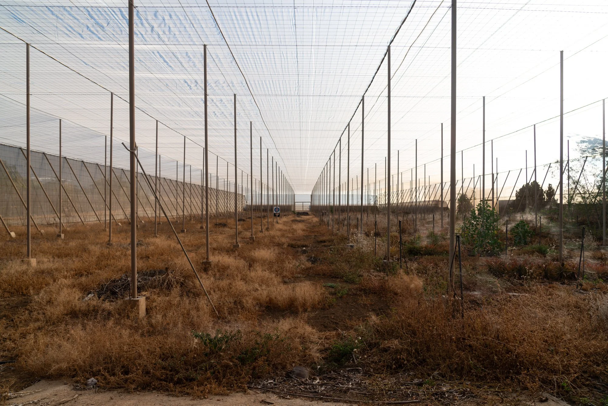 Agrarian Obsolescence - El Hierro - William Mulvihill -41.jpg