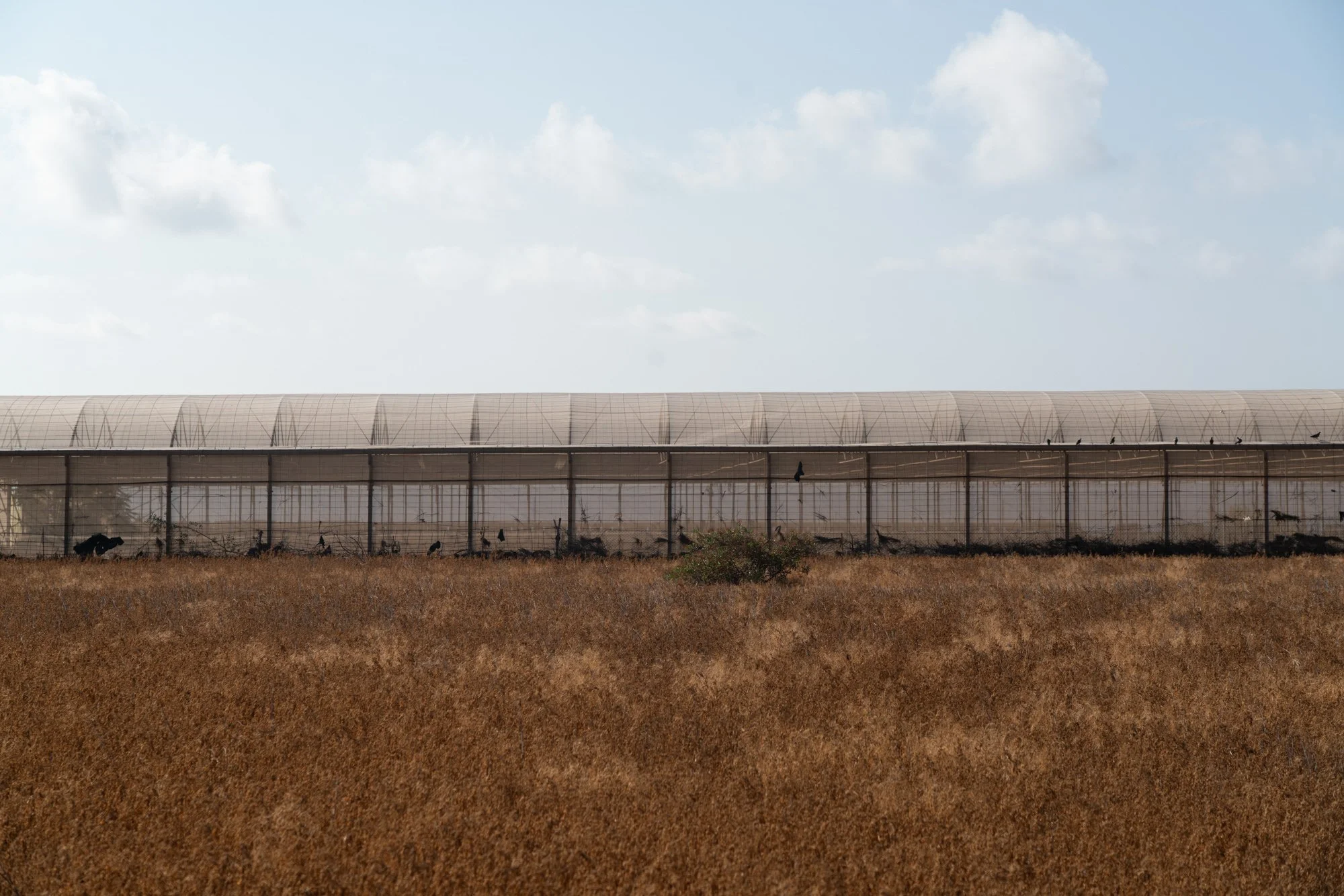 Agrarian Obsolescence - El Hierro - William Mulvihill -4.jpg