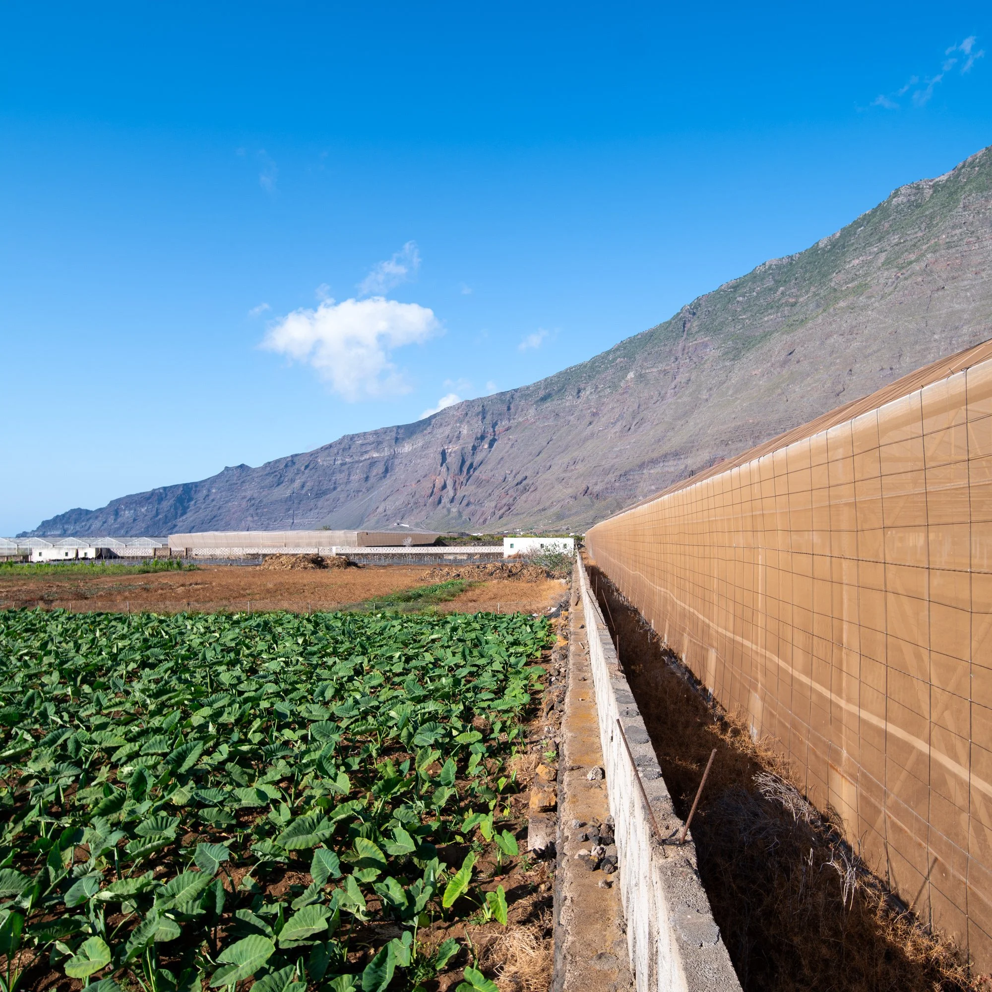 Agrarian Obsolescence - El Hierro - William Mulvihill -20.jpg