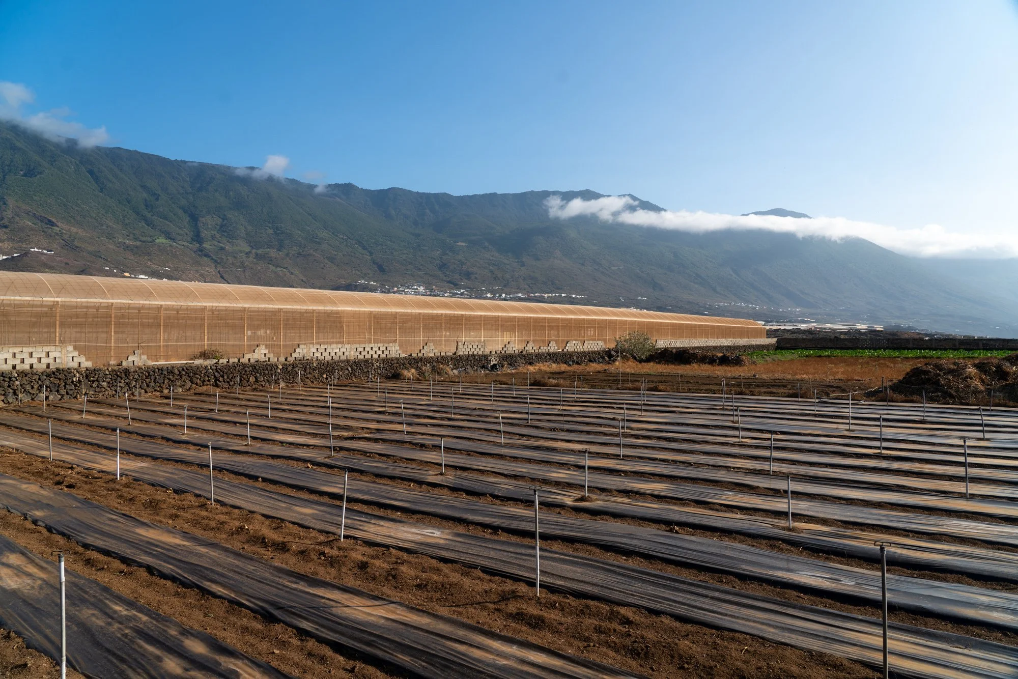 Agrarian Obsolescence - El Hierro - William Mulvihill -32.jpg
