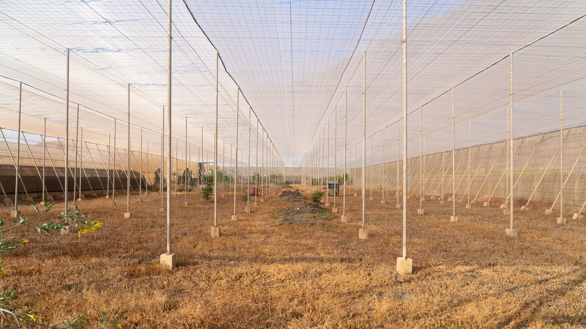 Agrarian Obsolescence - El Hierro - William Mulvihill -36.jpg