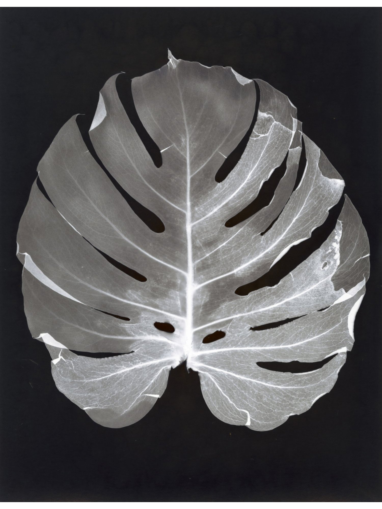 Monstera Lumen