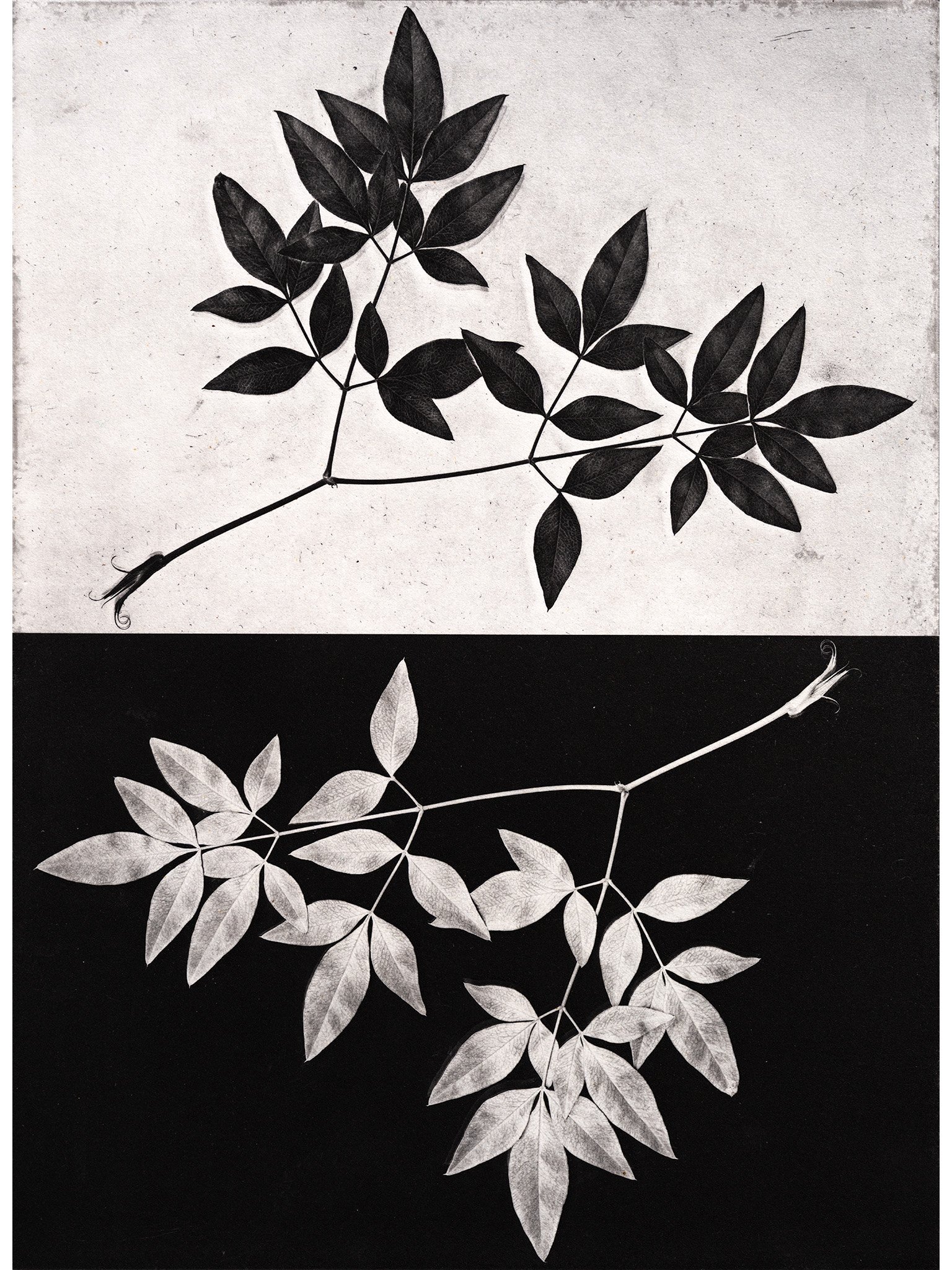 Leaf study 3