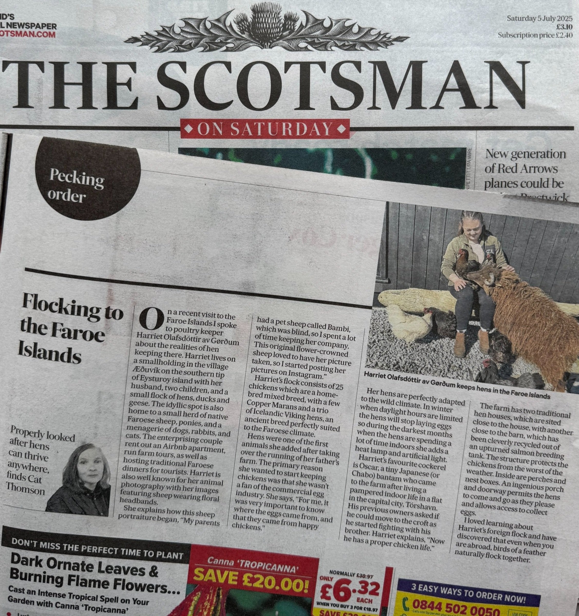 Scotsman Magazine Peking order hen column July 2025