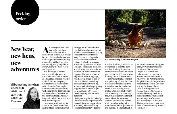 Scotsman Magazine Peking order hen column  3 January 2026
