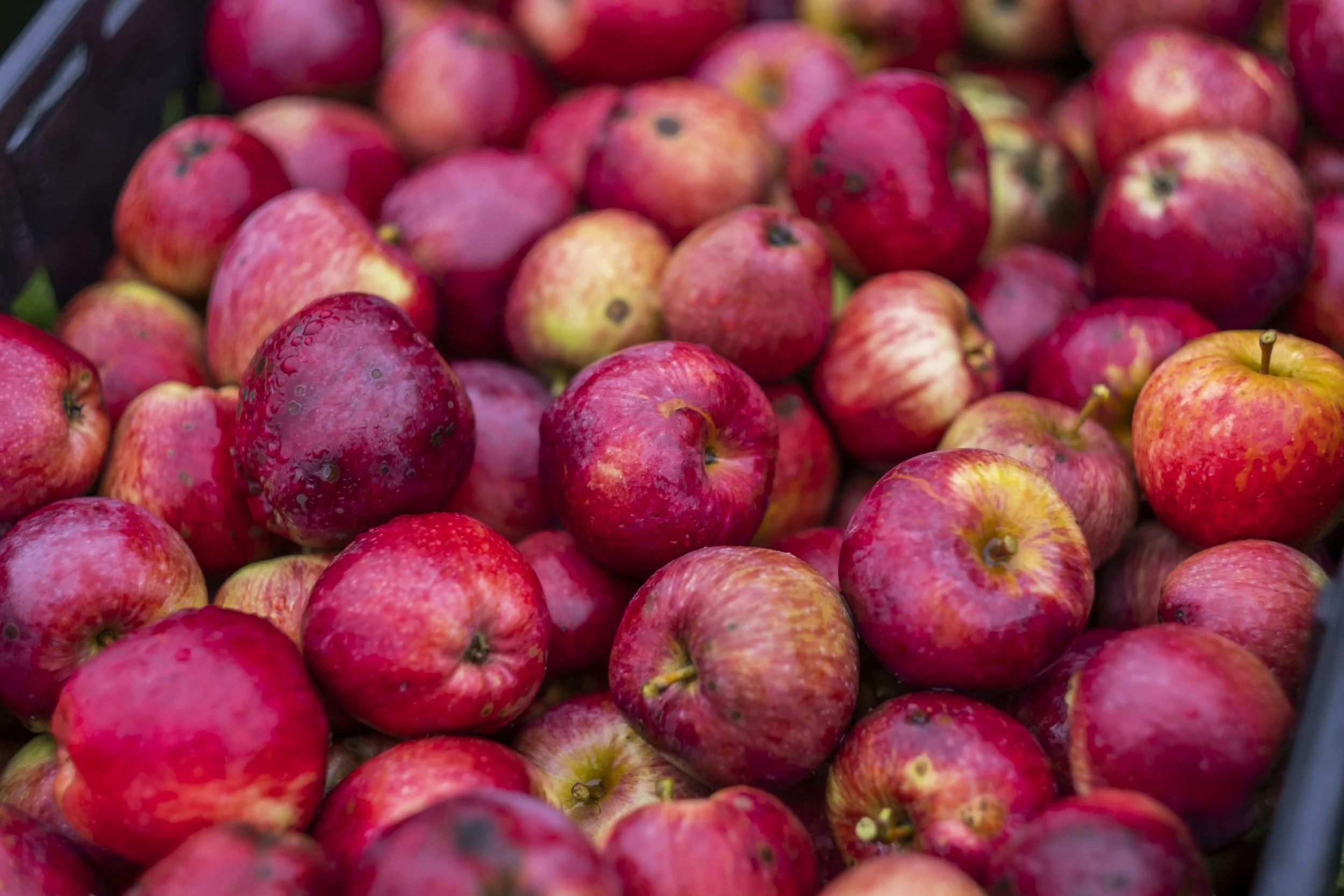 Cider article  : Alba  section of The Times Scottish Food & Drink September 12th September 2026