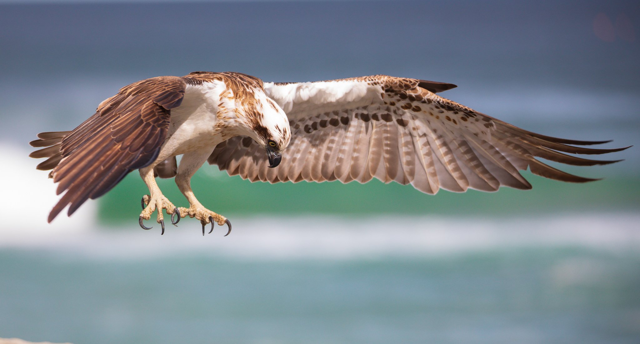 Osprey inflight v2.jpg