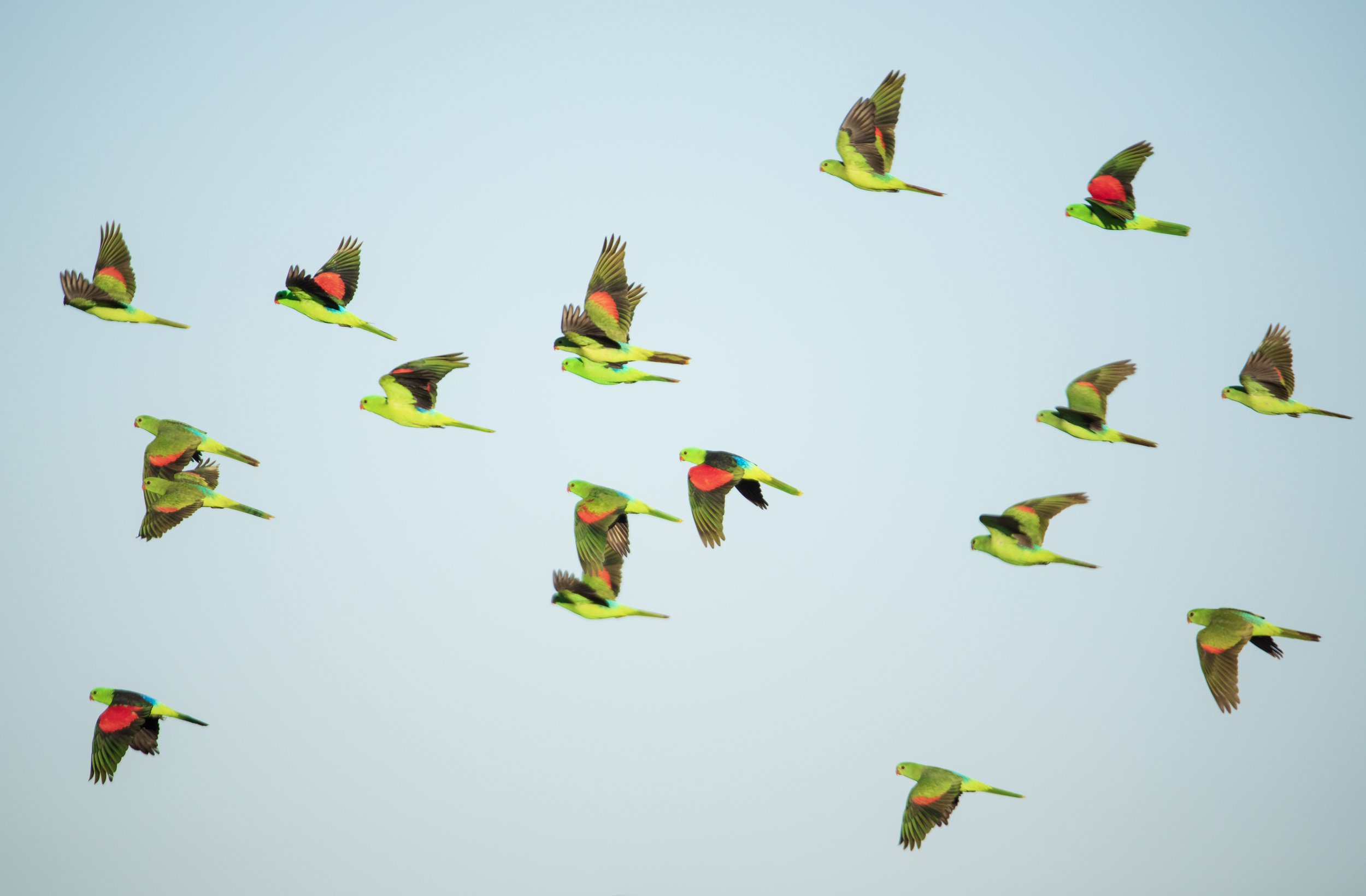 Red-winged Parrot