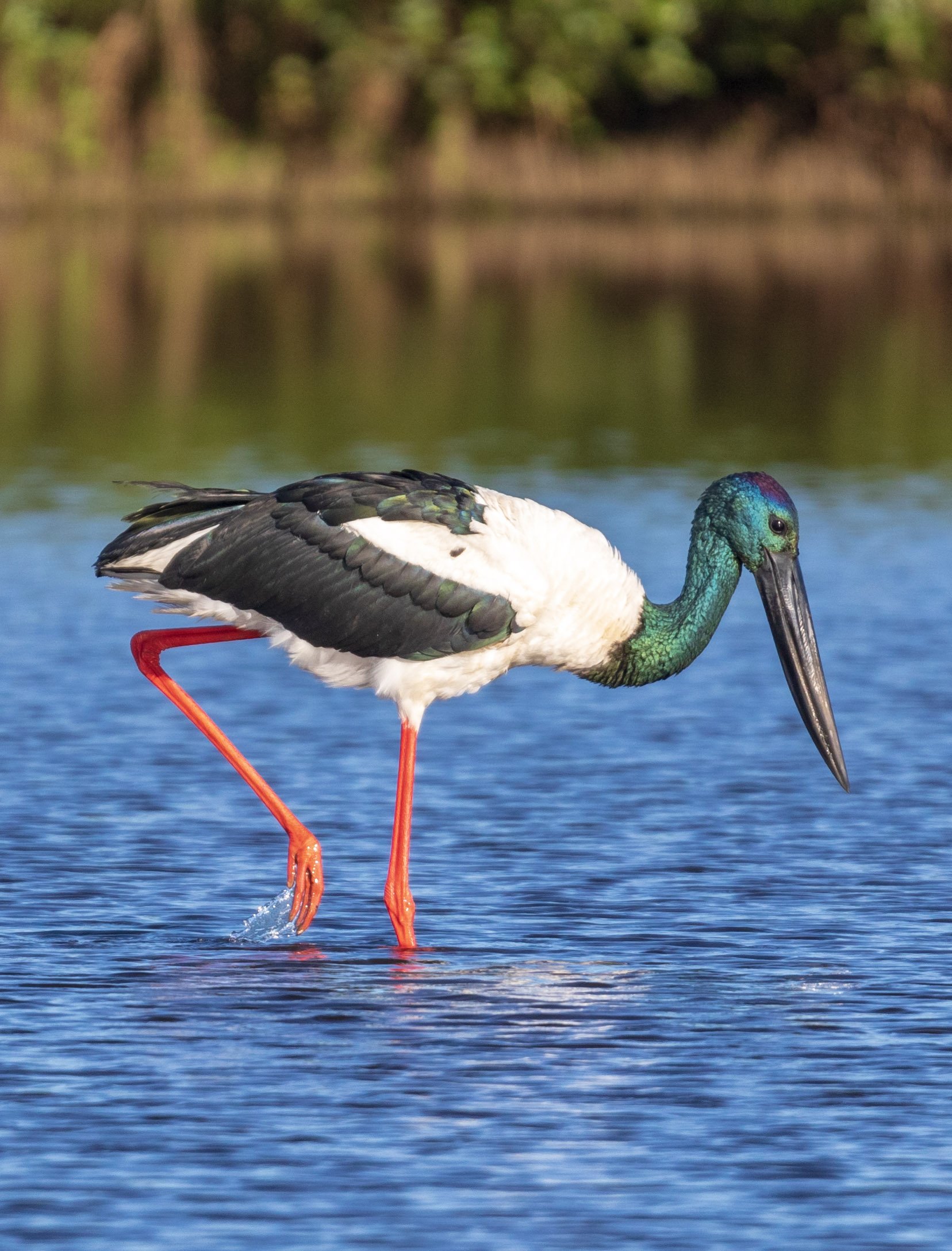 Black-necked Stork