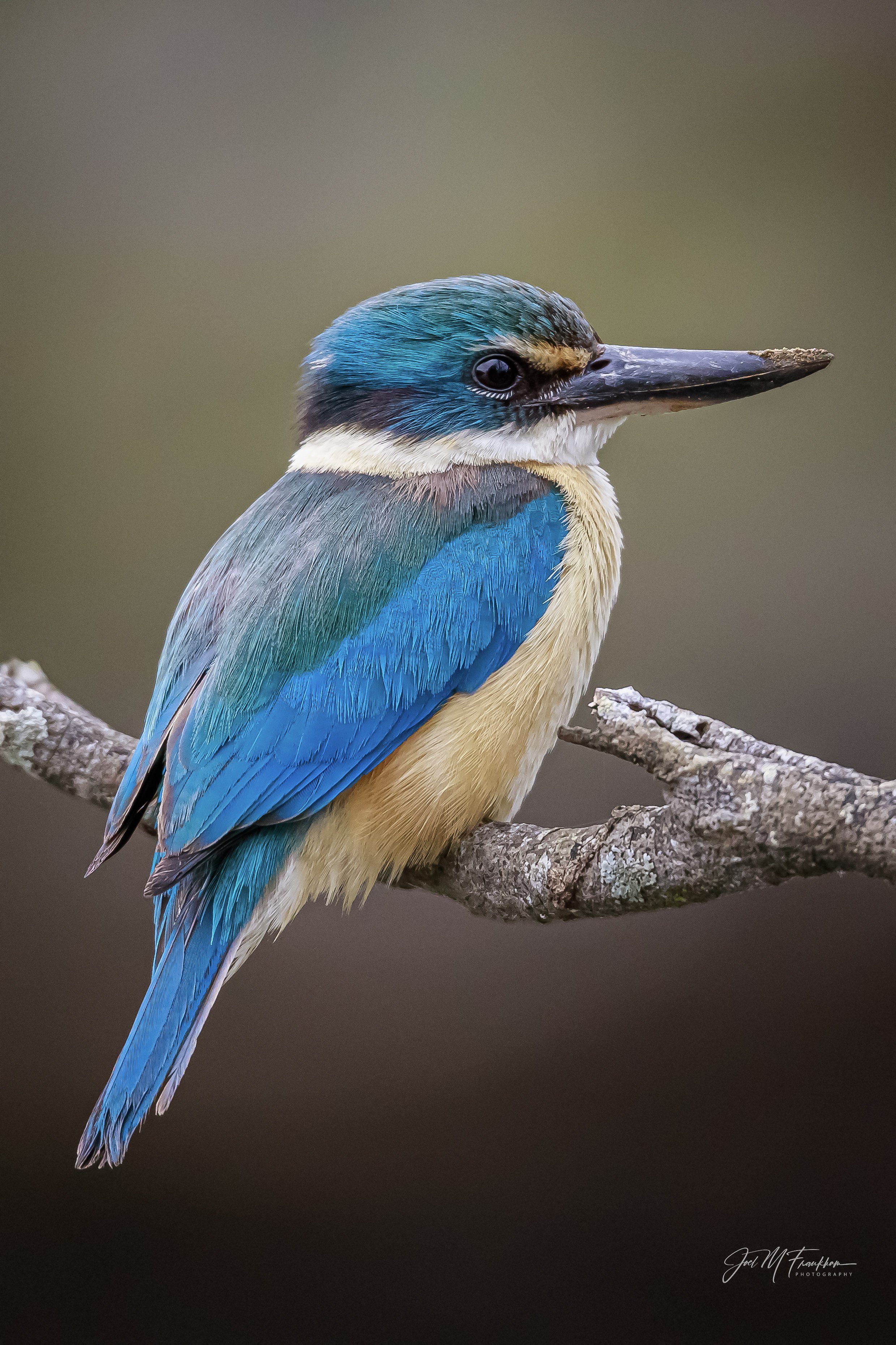 Sacred Kingfisher