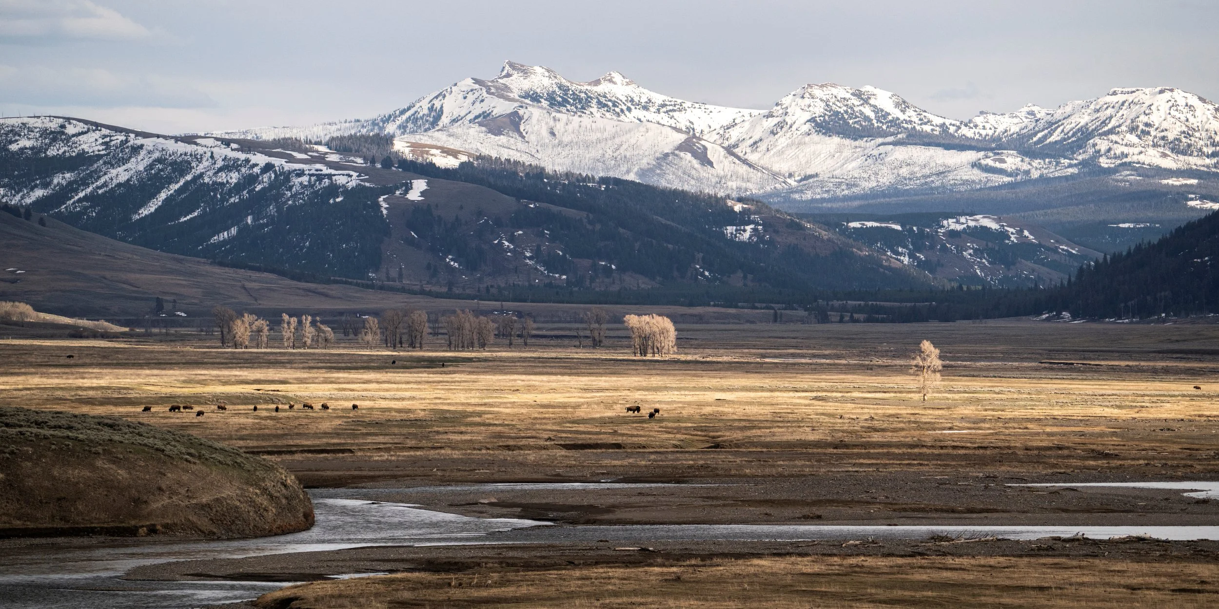 2024-04-24 Yellowstone-5758.jpg