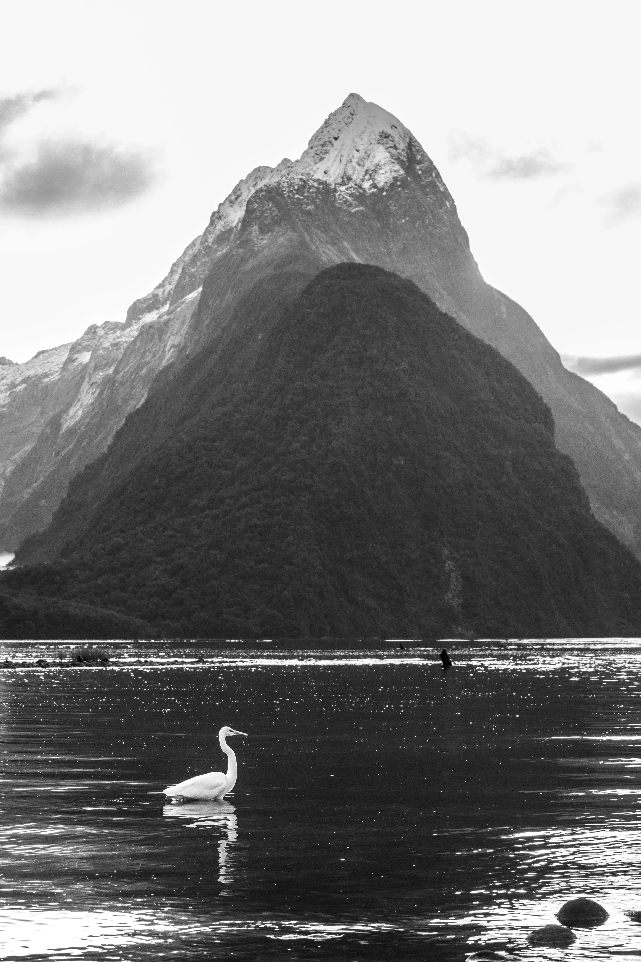 Kotuku at Mitre Peak - 20mb.jpg
