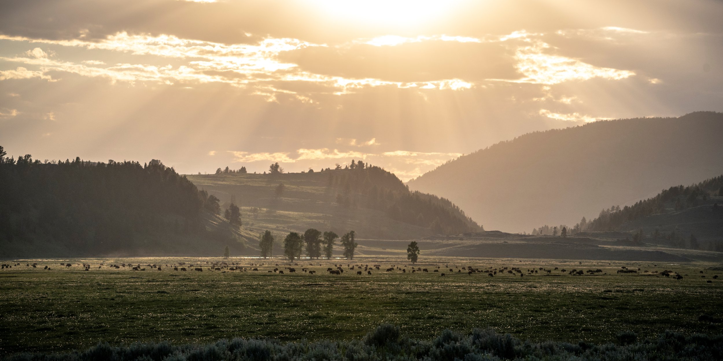 2024-06-22 Yellowstone-7976.jpg