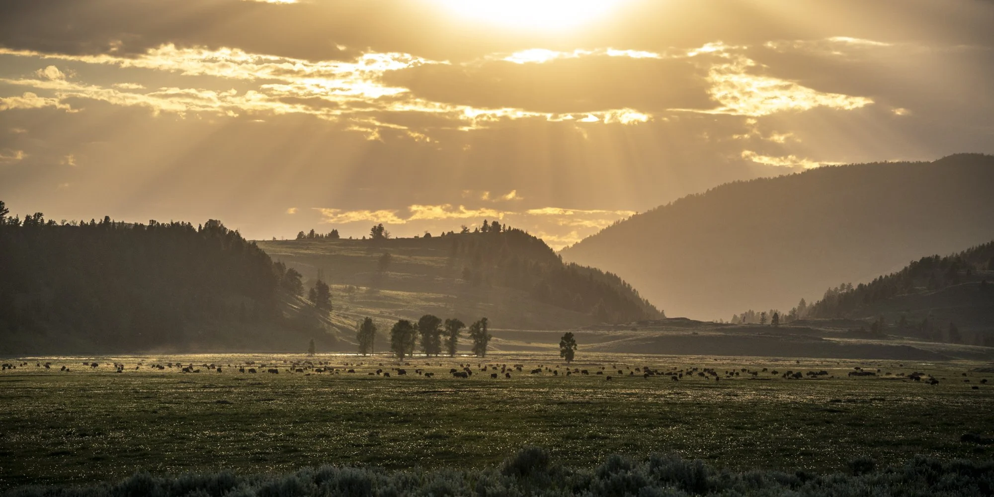 2024-06-22 Yellowstone-7976.jpg