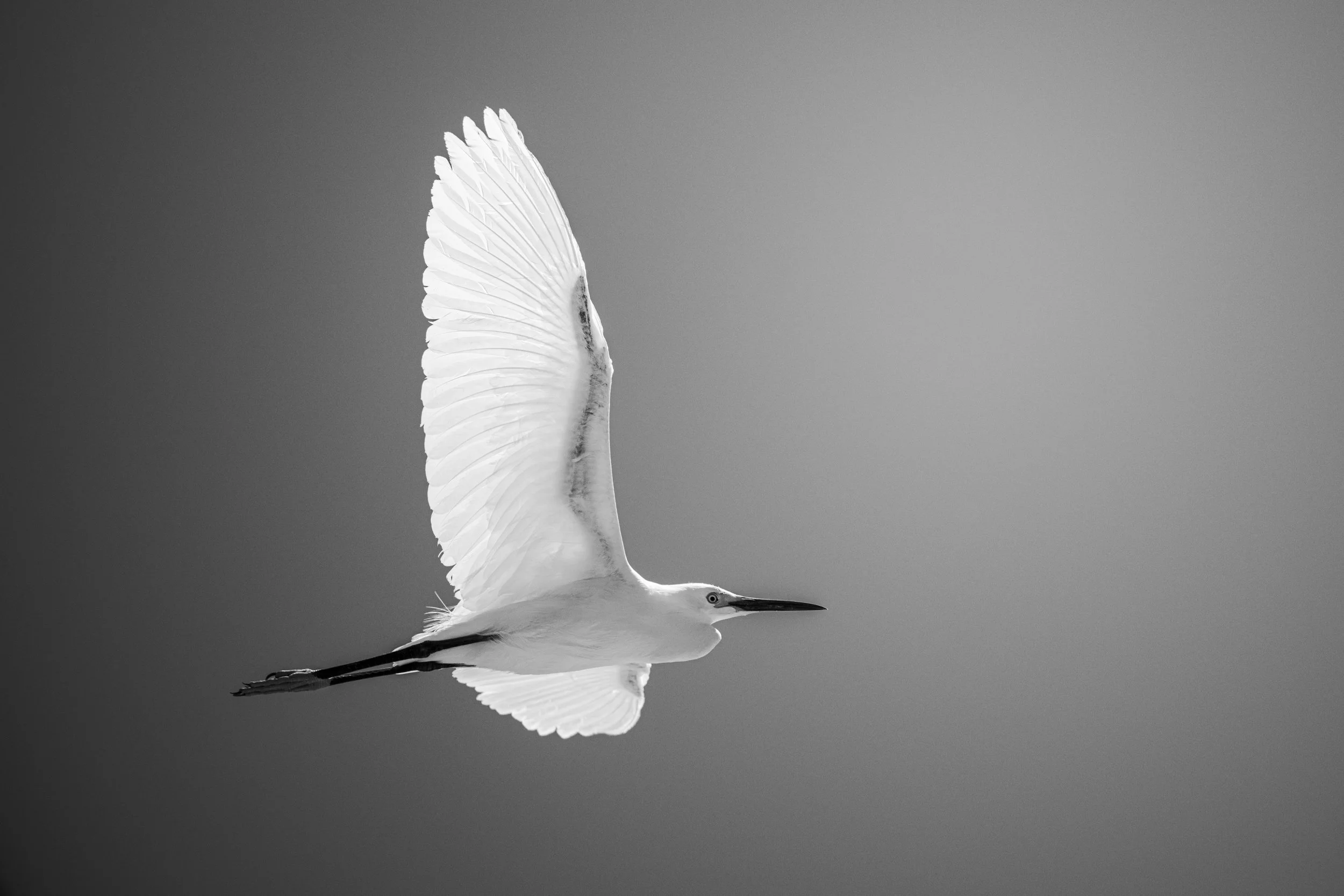 2024-06-18 Bear River Bird Refuge-2378.jpg