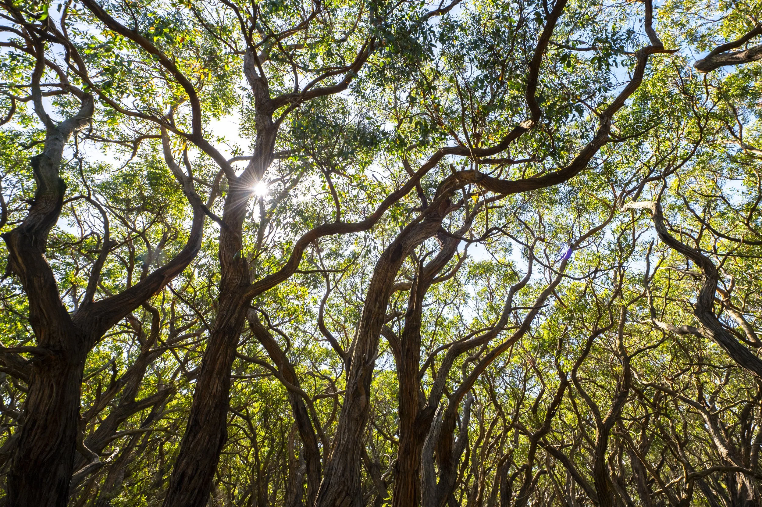 2023-12-07 Australia-0645.jpg