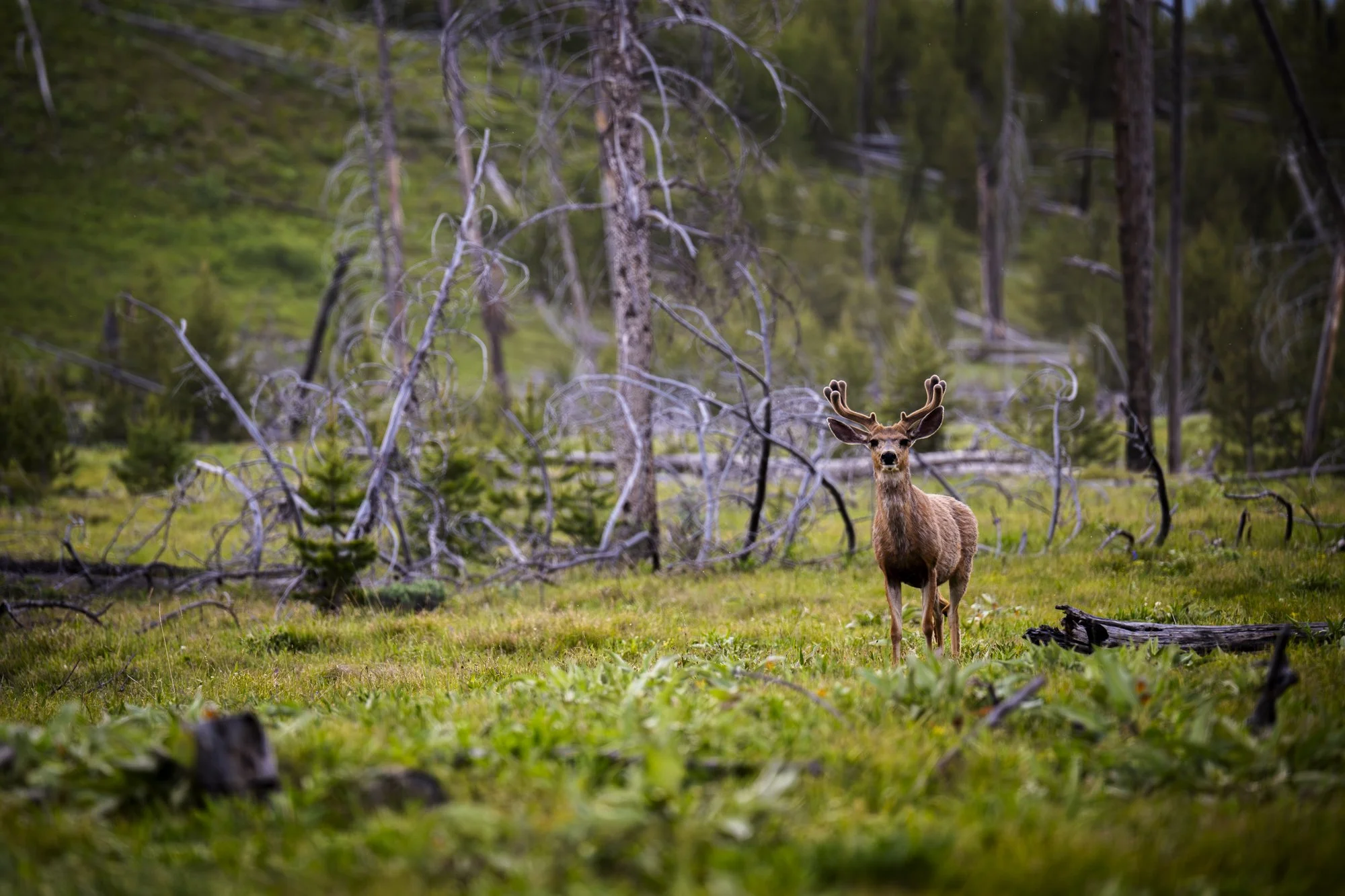 2024-06-20 Jackson-5502-Enhanced-NR.jpg