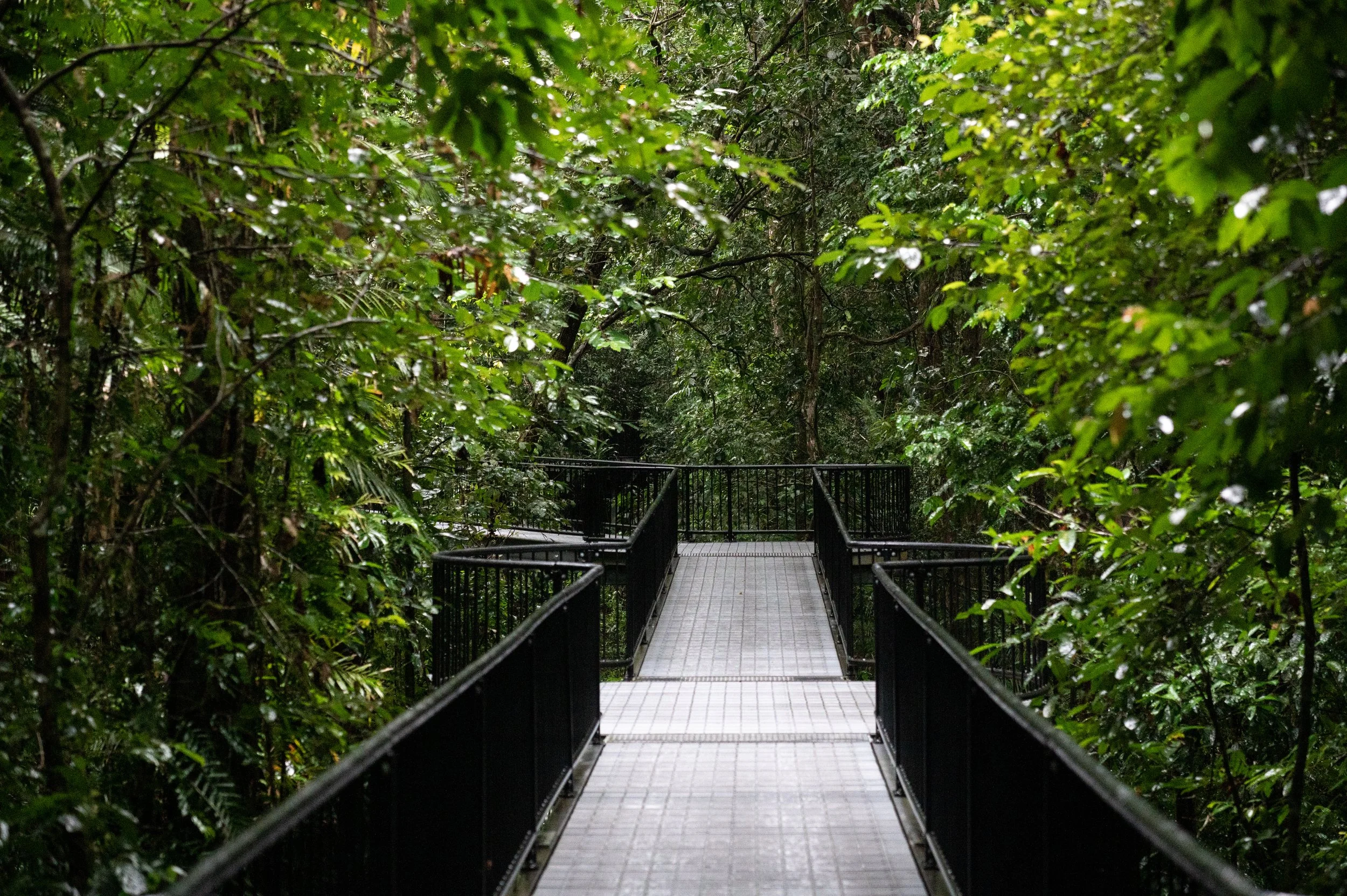 Cairns Jungle Walkway - 20mb.jpg