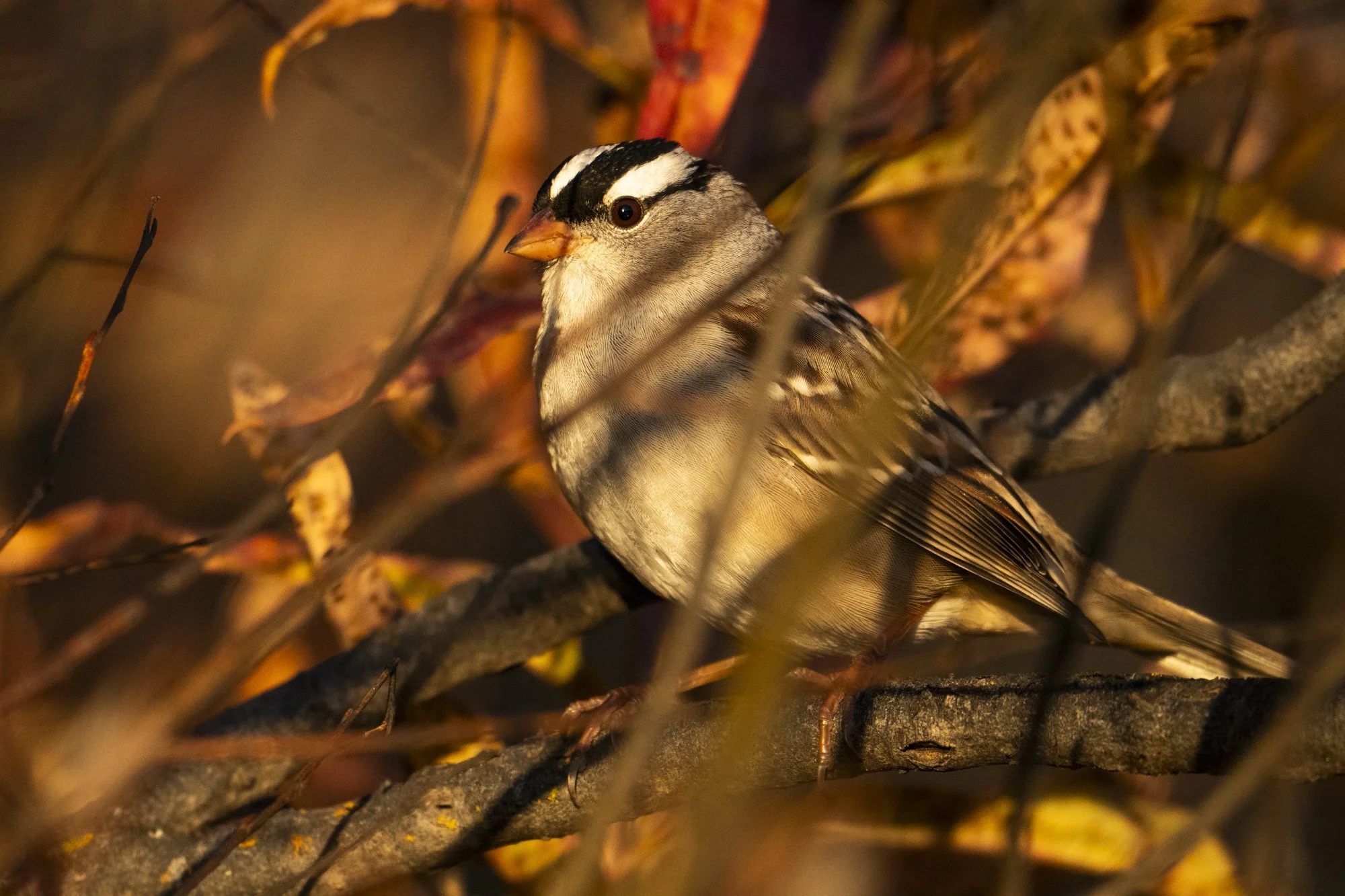 2024-09-22 Jackson-2424.jpg