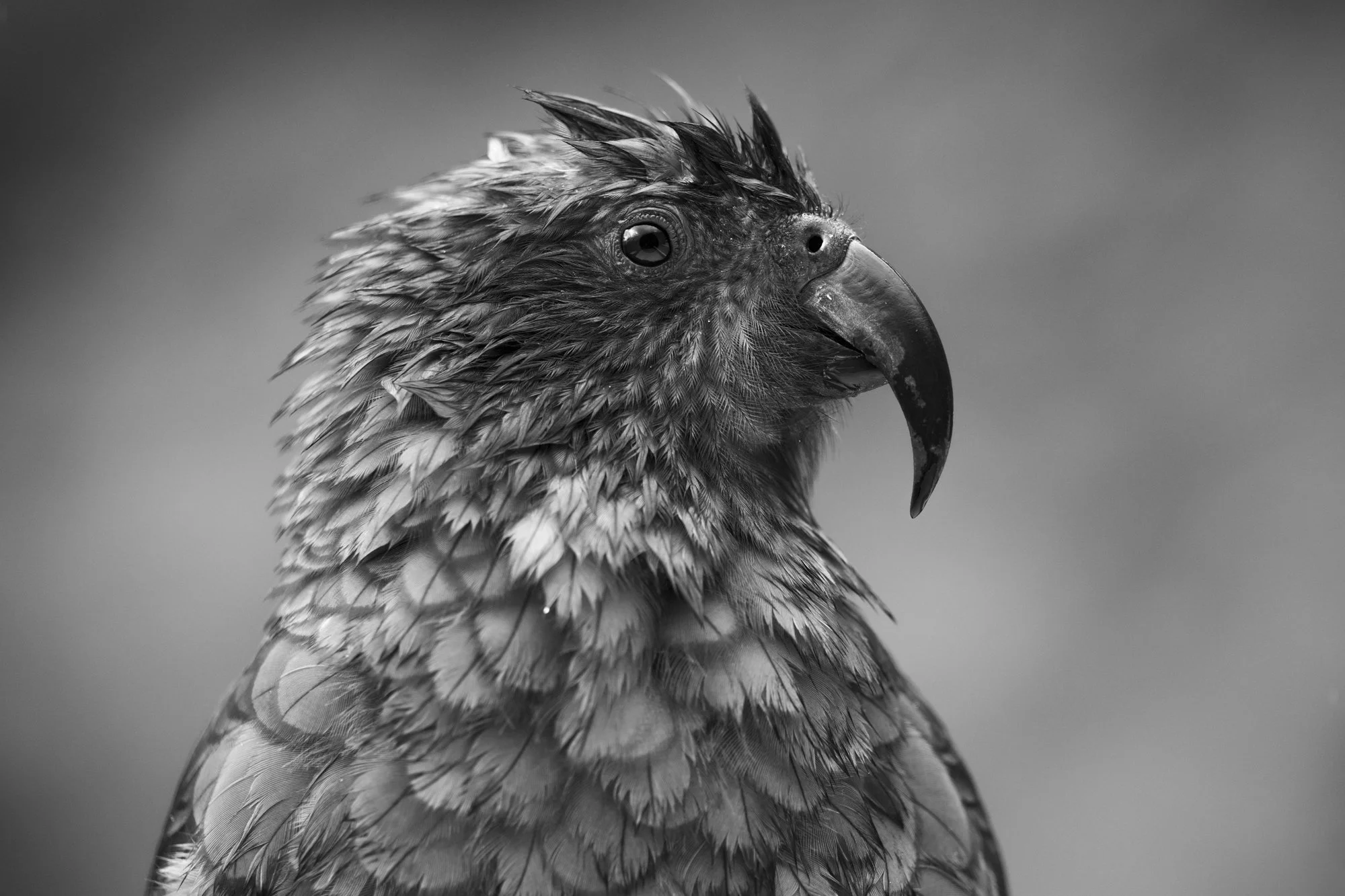 2024-02-11 Gertrude Saddle-6532.jpg