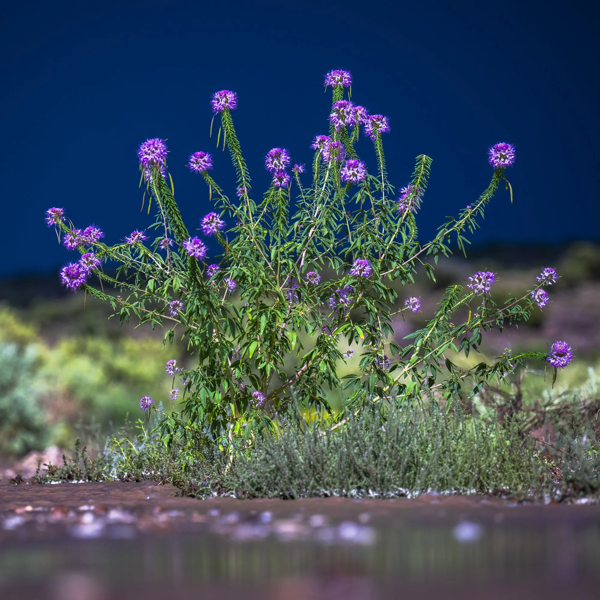 2024-08-20 San Rafael Swell-100.jpg