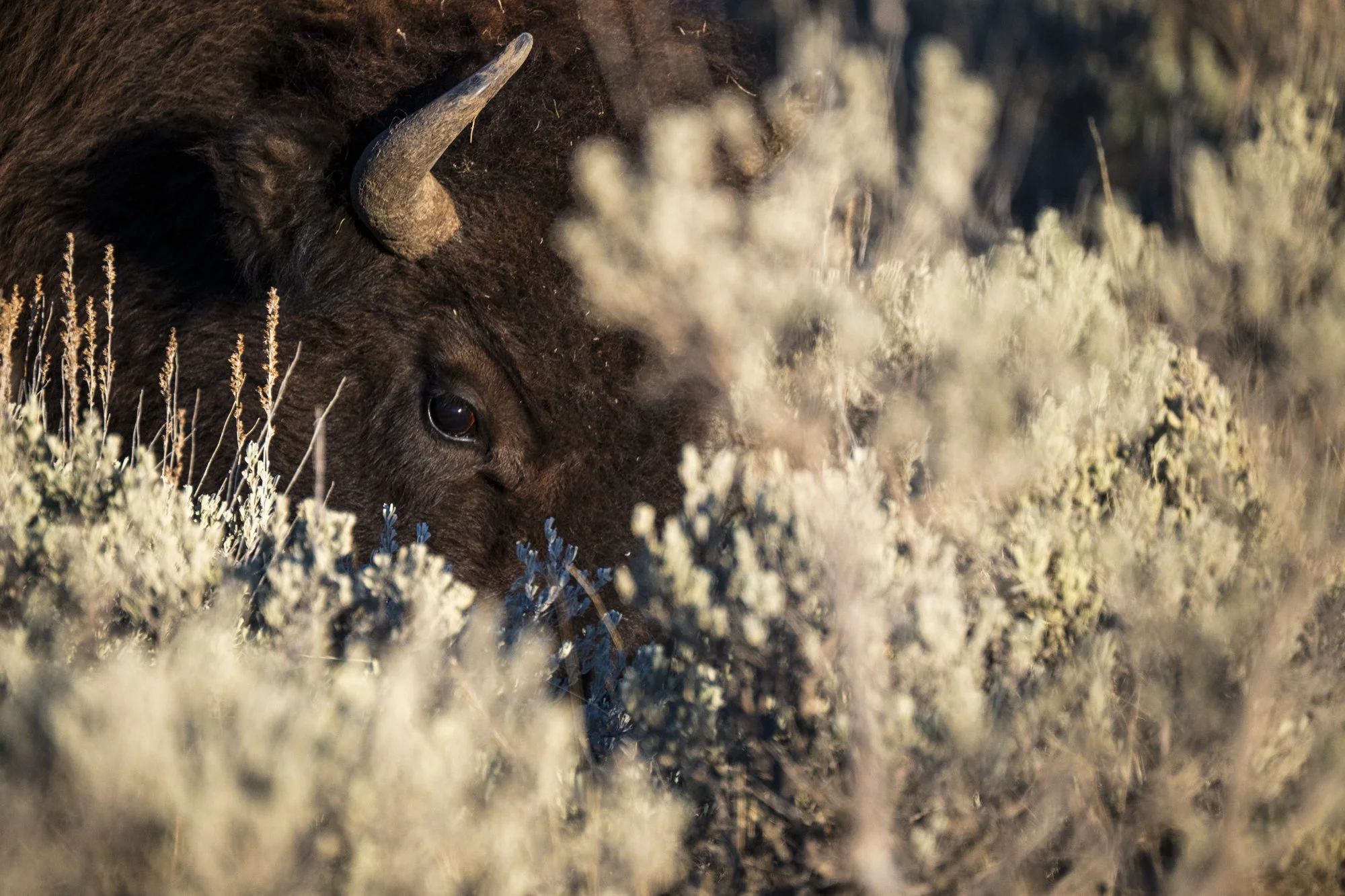 2024-10-19 Yellowstone-4555-2.jpg