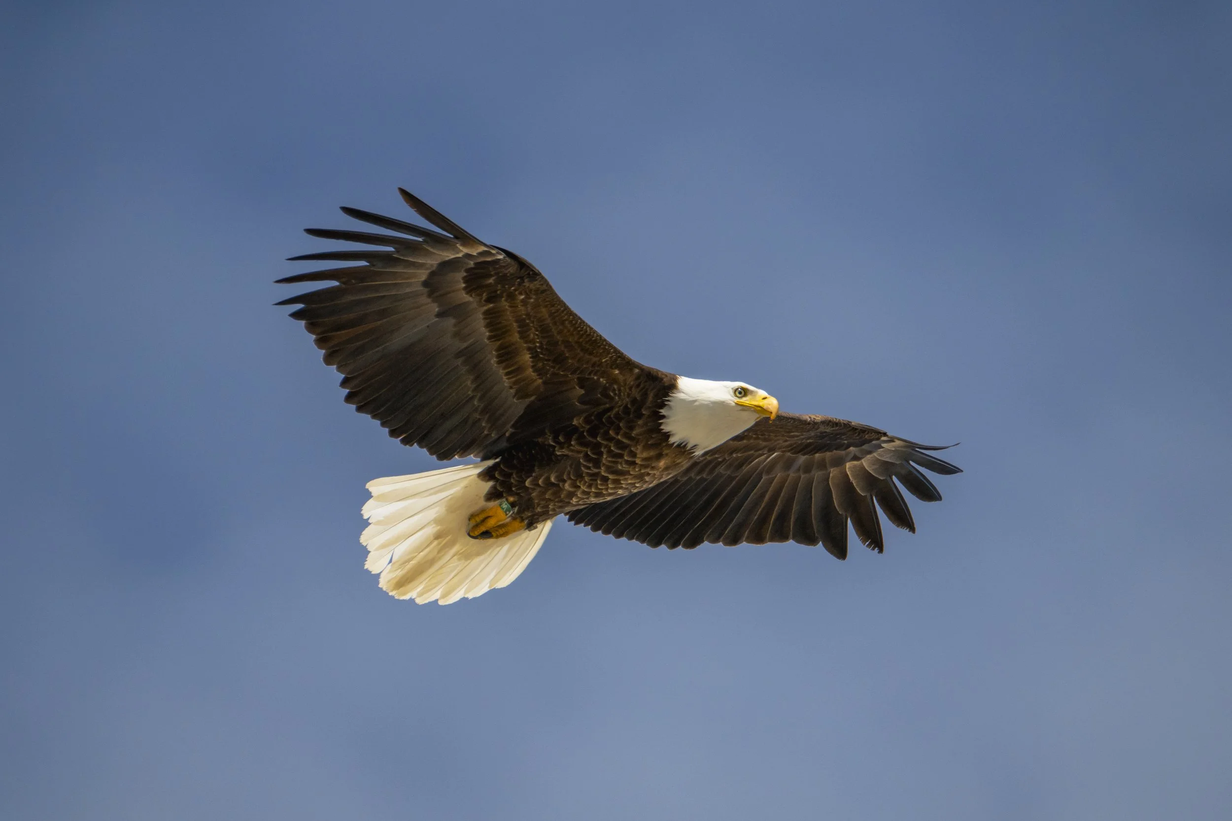 2024-04-24 Yellowstone-5309.jpg