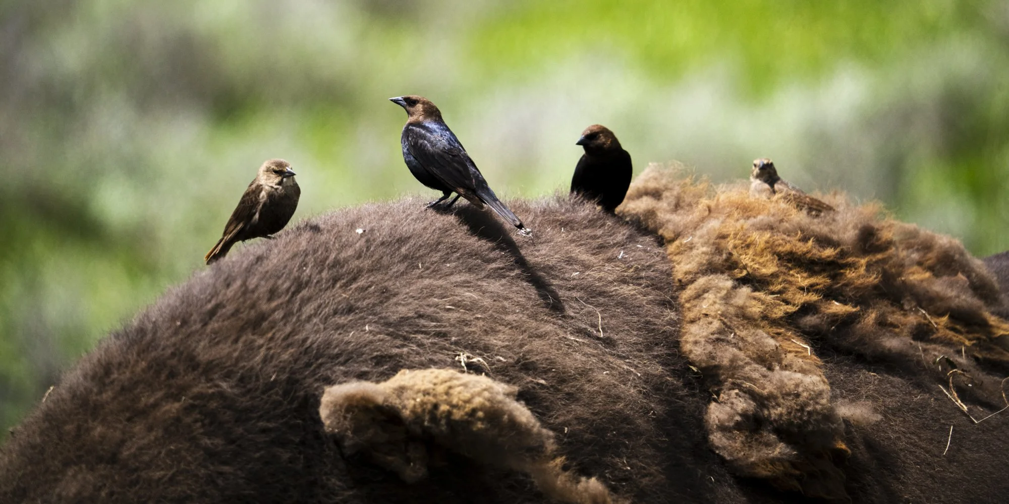 2024-06-21 Yellowstone-5823.jpg