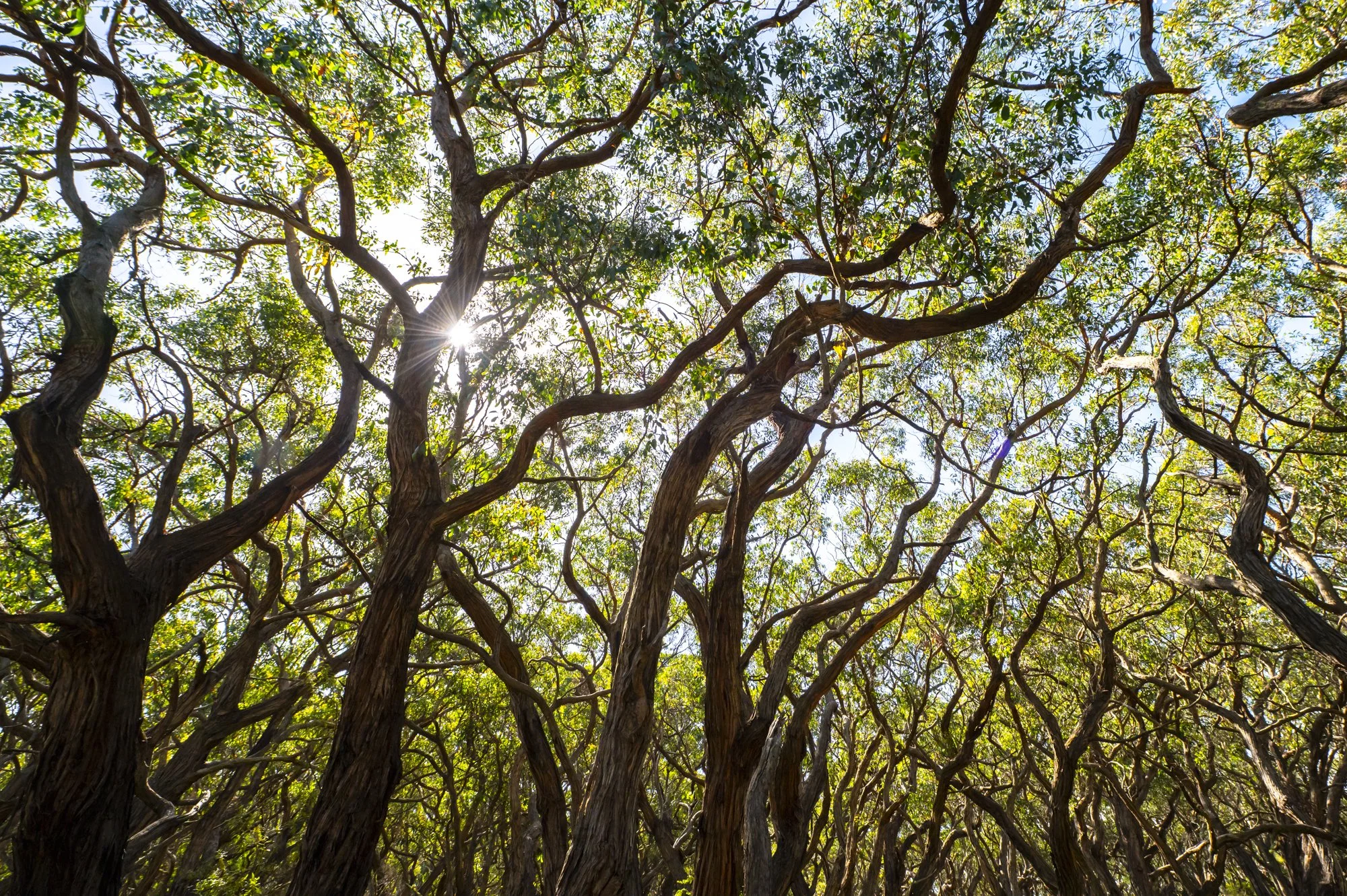 2023-12-07 Australia-0645.jpg